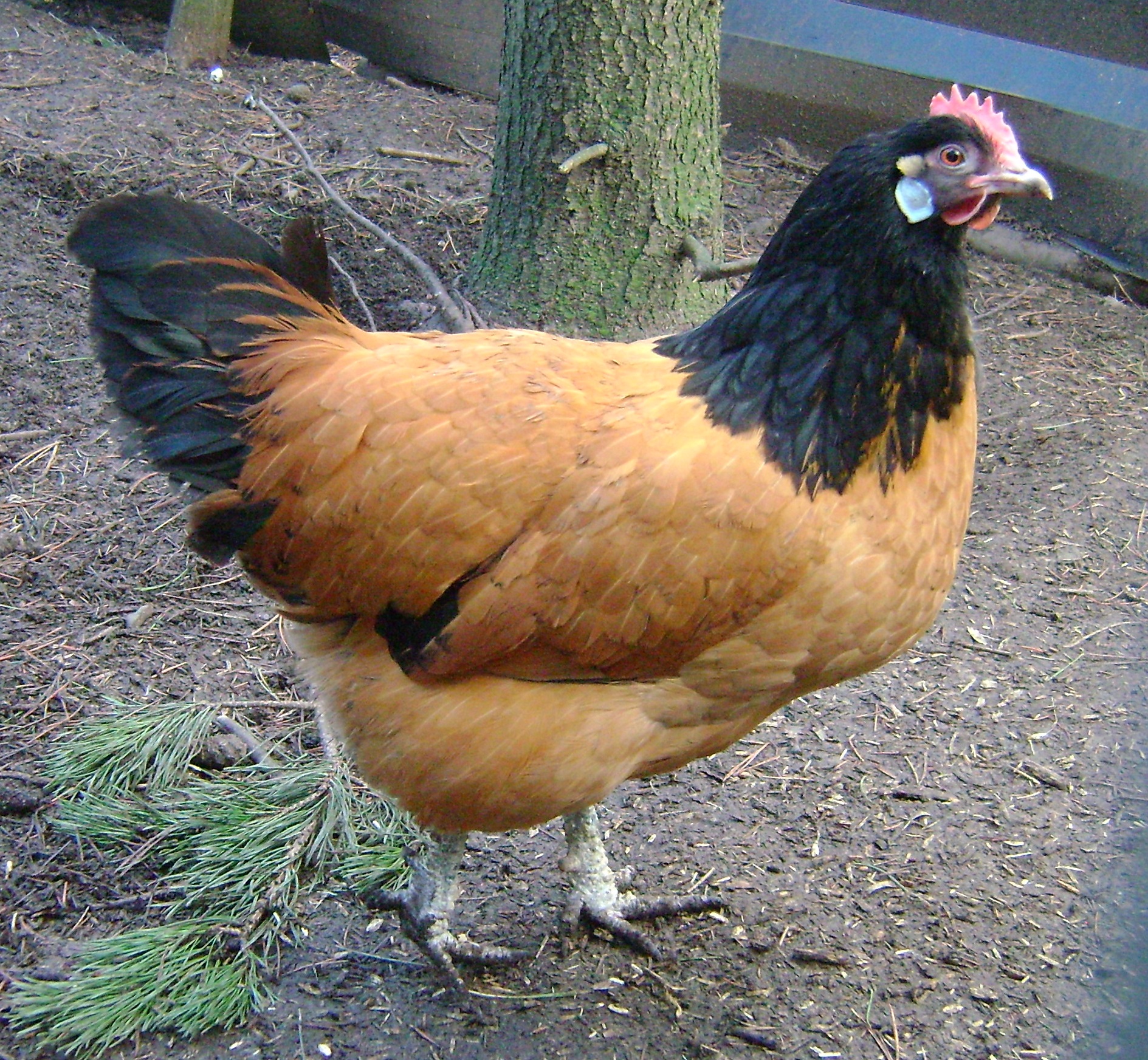 Vorwerk For Sale | Chickens | Breed Information | Omlet