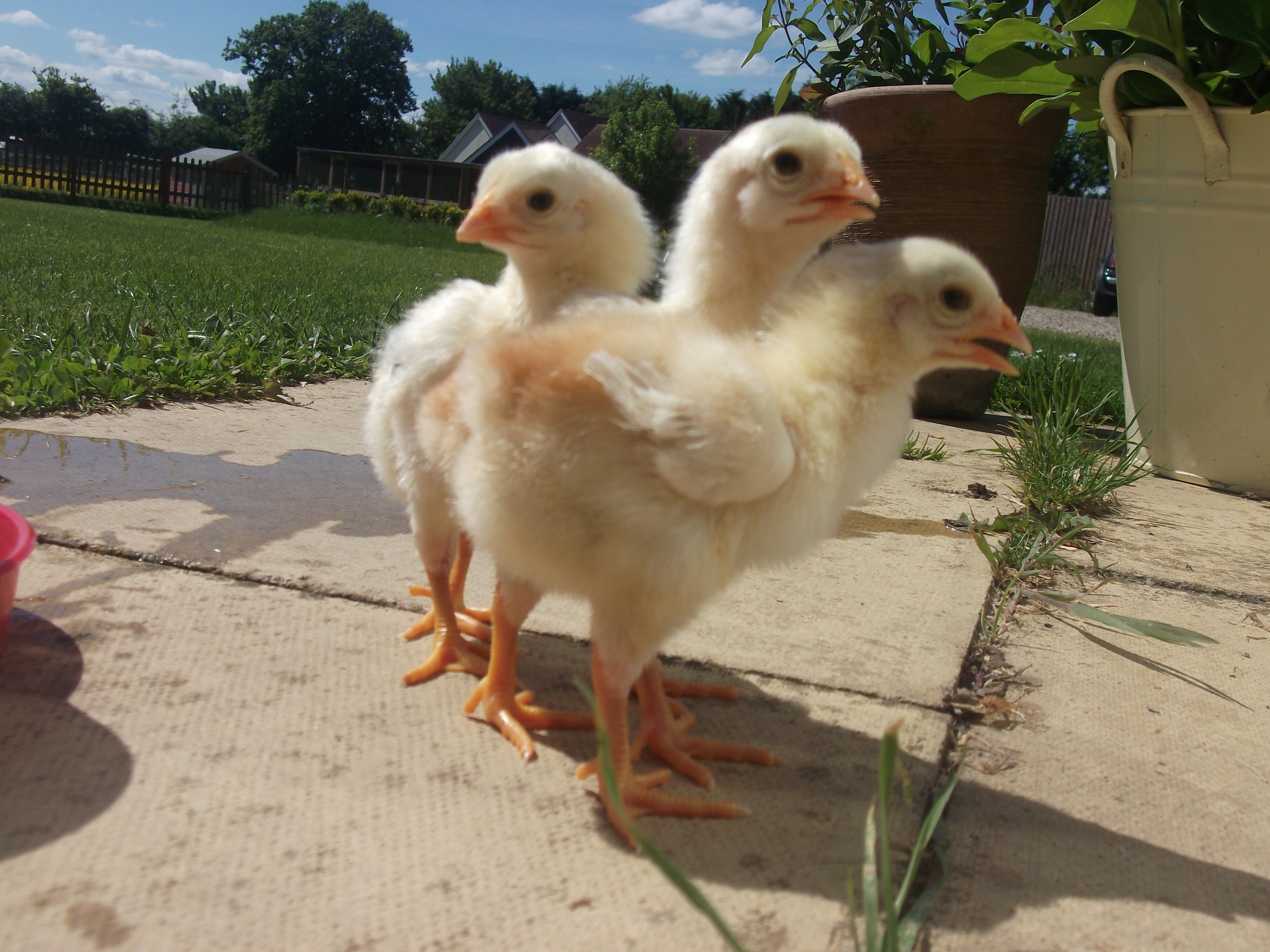 Malay For Sale | Chickens | Breed Information | Omlet