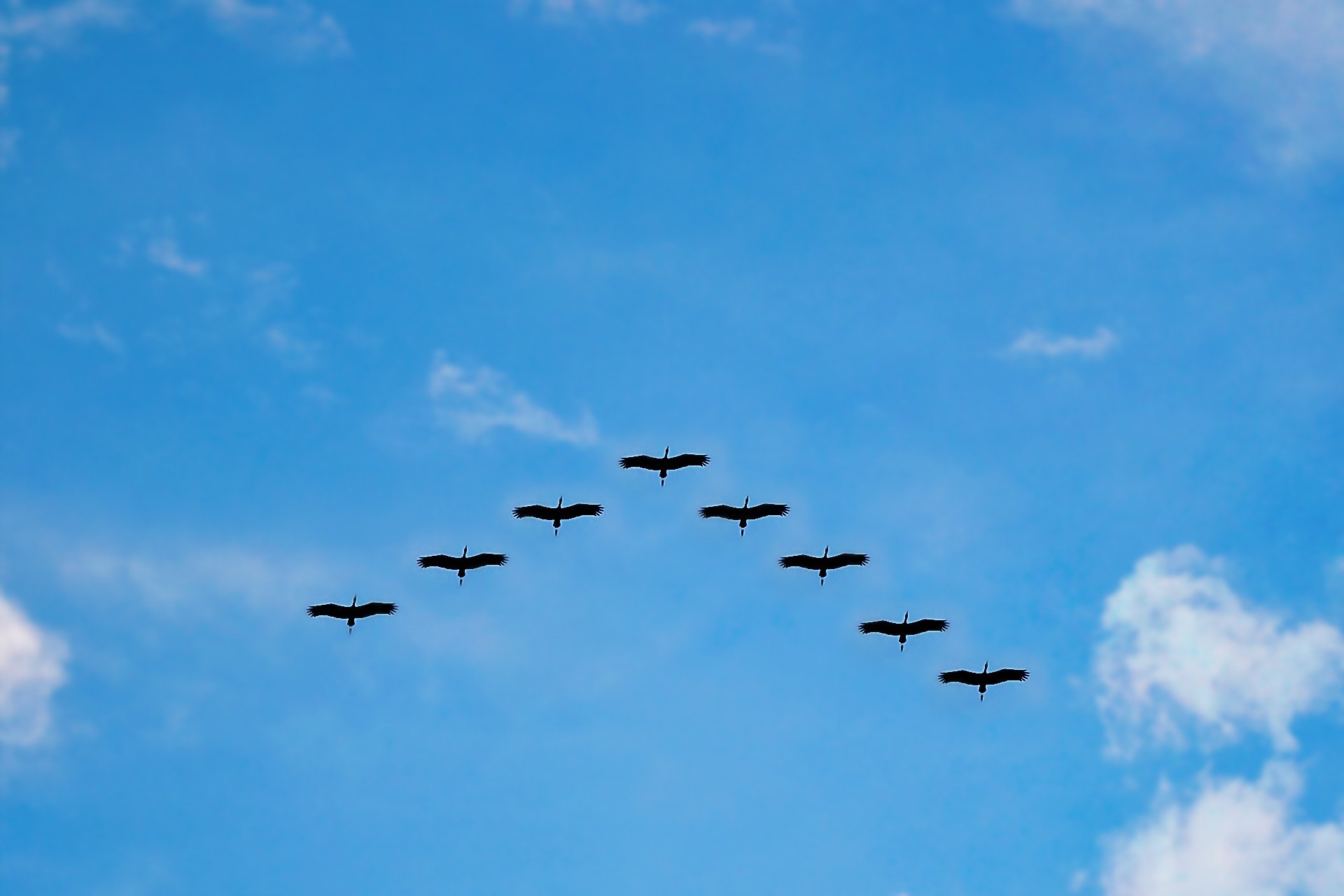V formation of bird during daytime photo