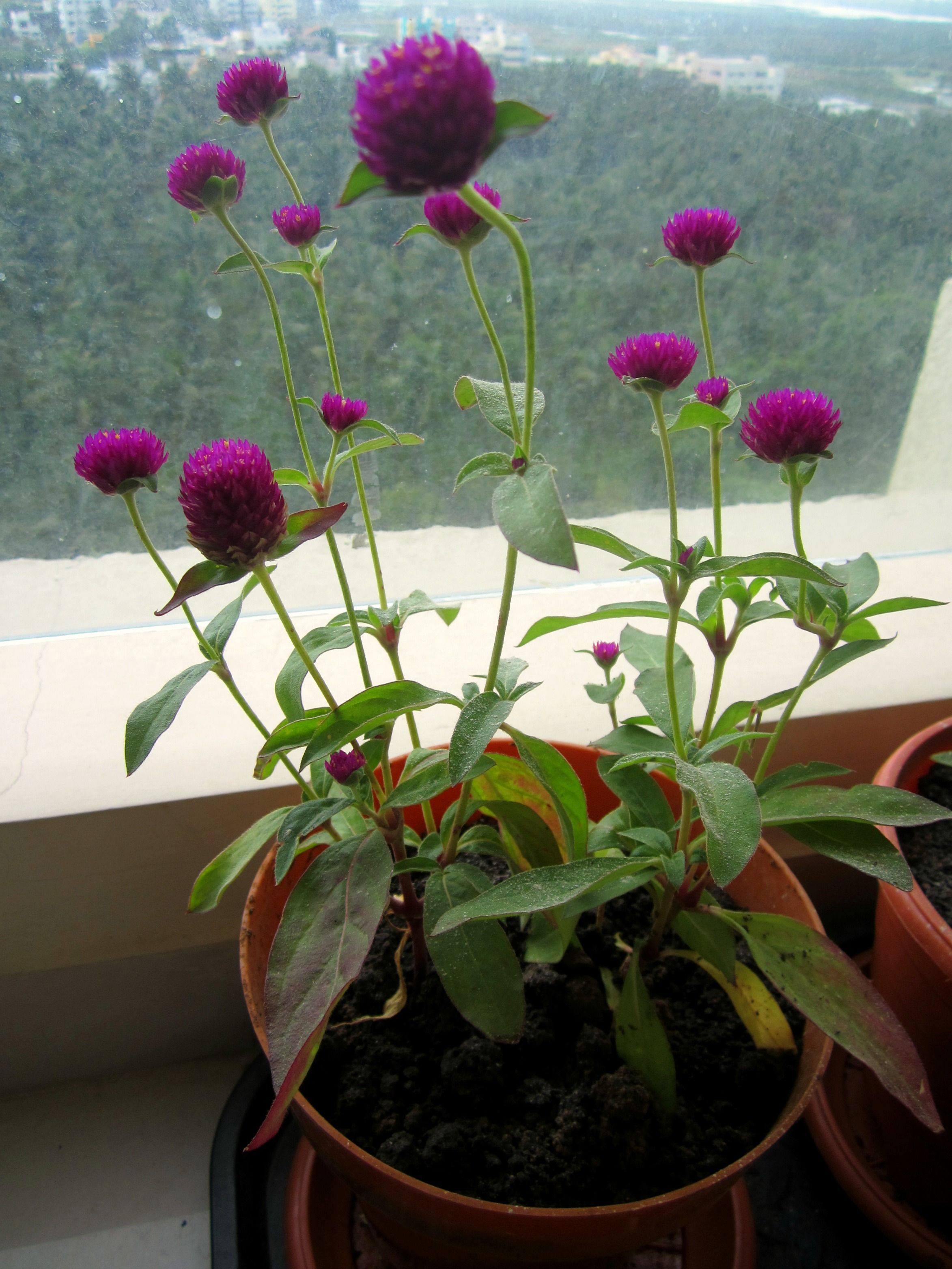 Vadamalli pot in our garden | Green Thumb | Pinterest | Gardens ...