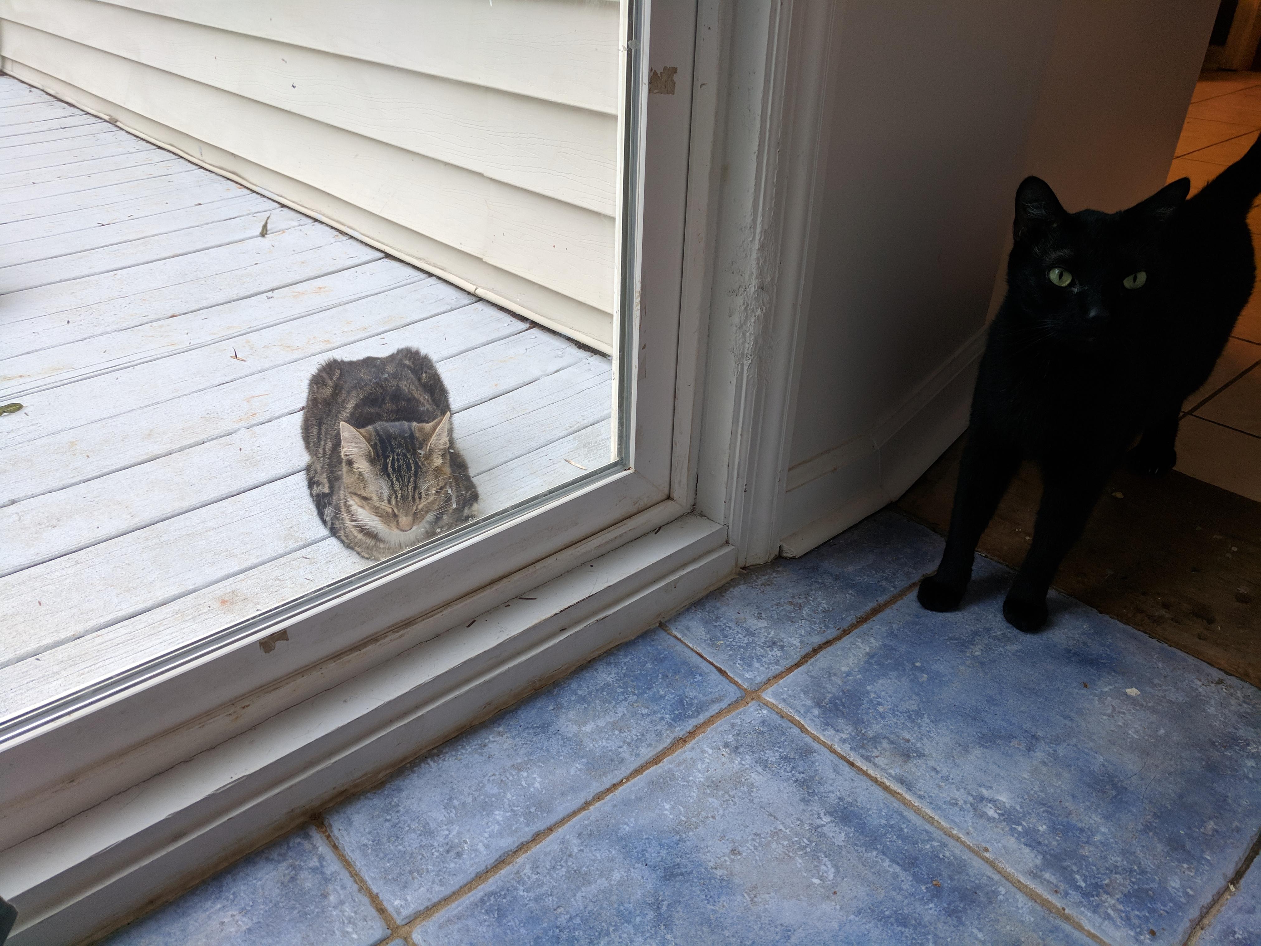 Vagrant cat loaf annoys the house cat. : Catloaf