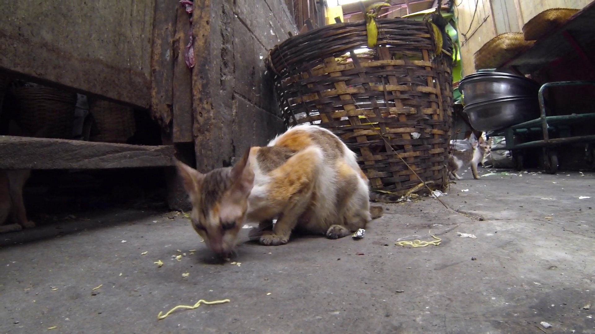 Vagrant cats. Homeless wild cats on dirty street in Asia Stock Video ...