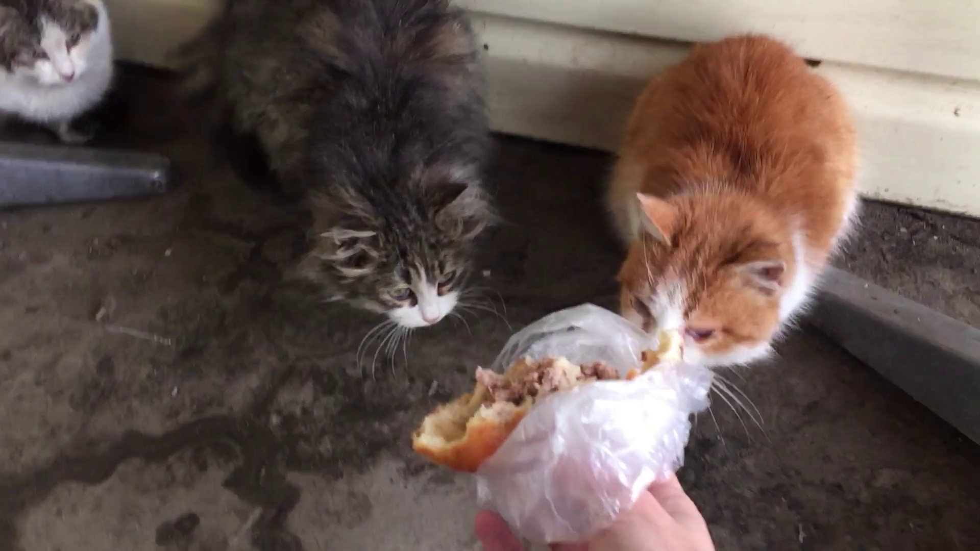 homeless dirty cats eat outside in the winter cold. man feeds stray ...
