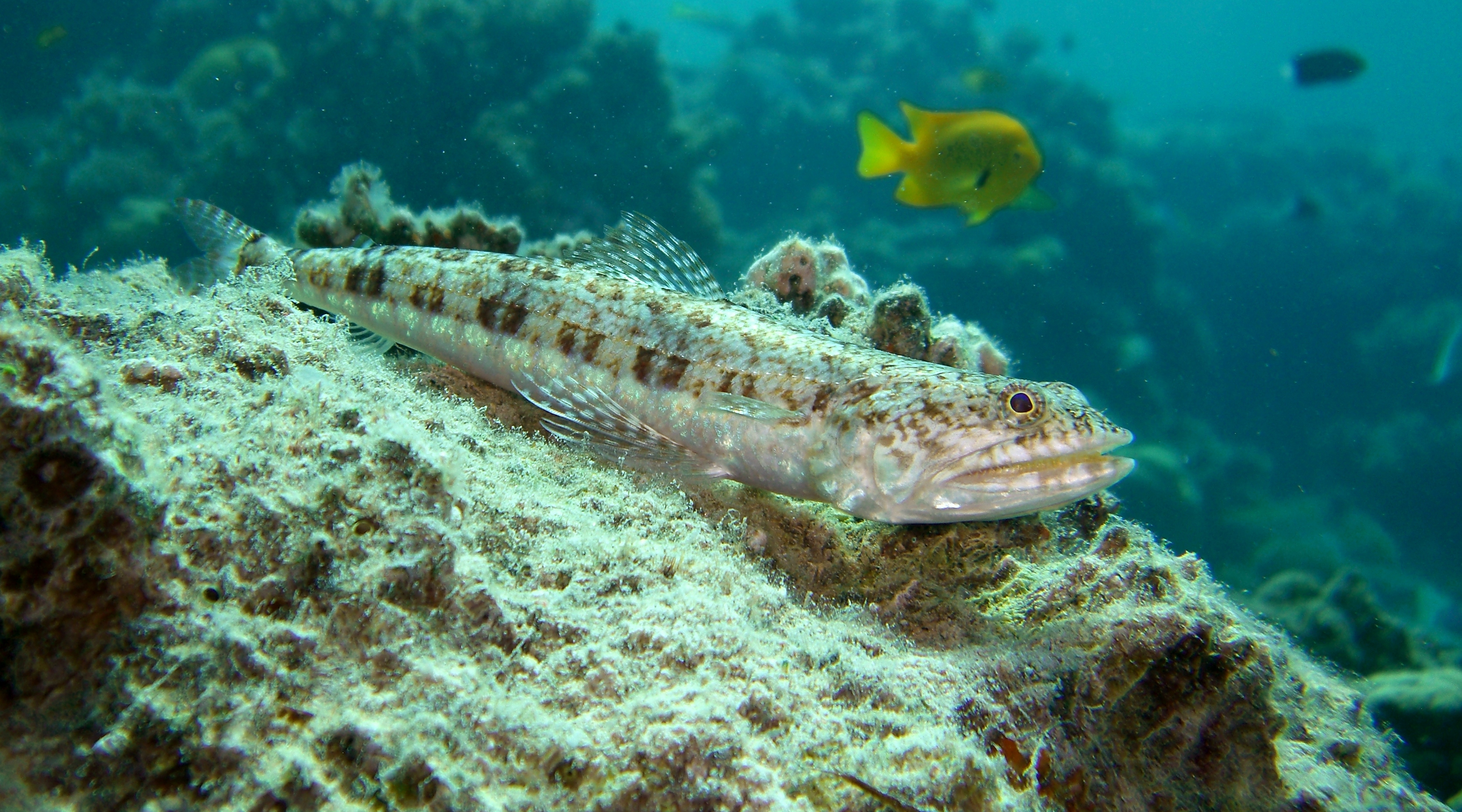 Variegated lizardfish photo