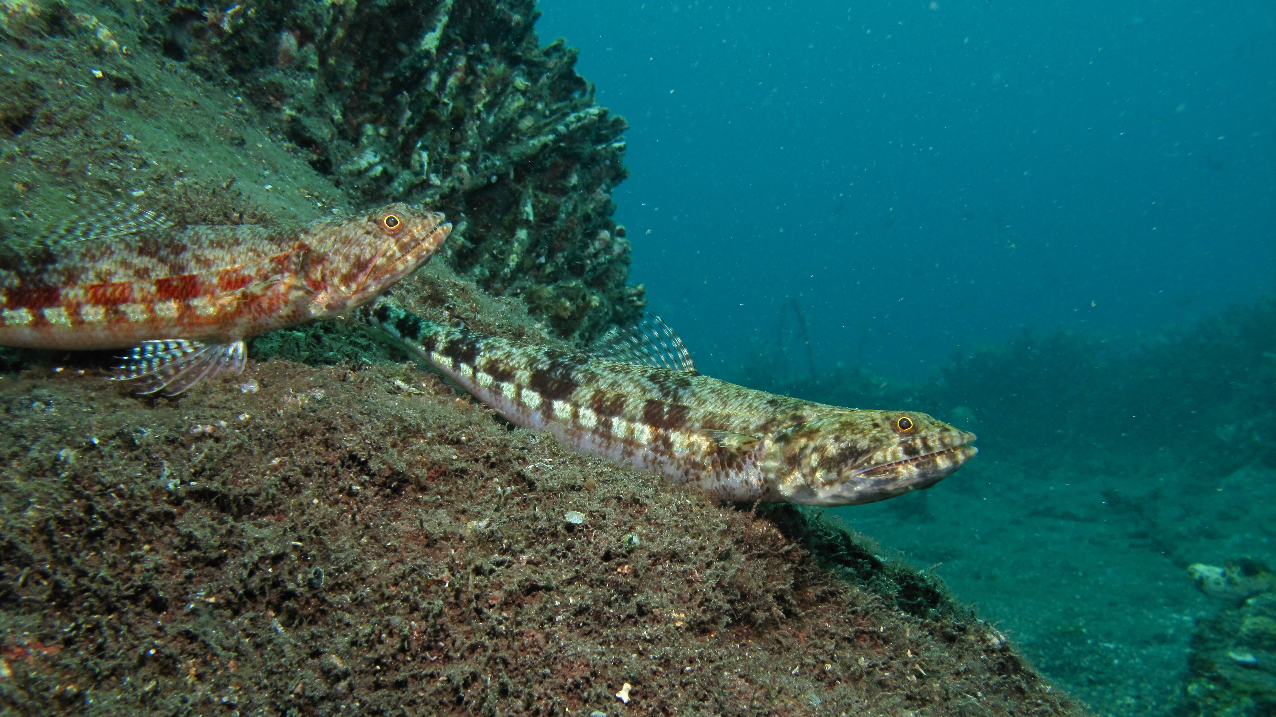 File:Variegated Lizardfish (Synodus variegatus) (6062525094).jpg ...