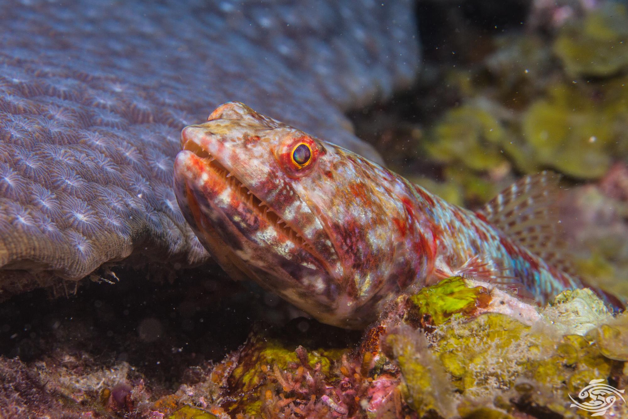 Variegated Lizardfish- Facts and Photographs - Seaunseen