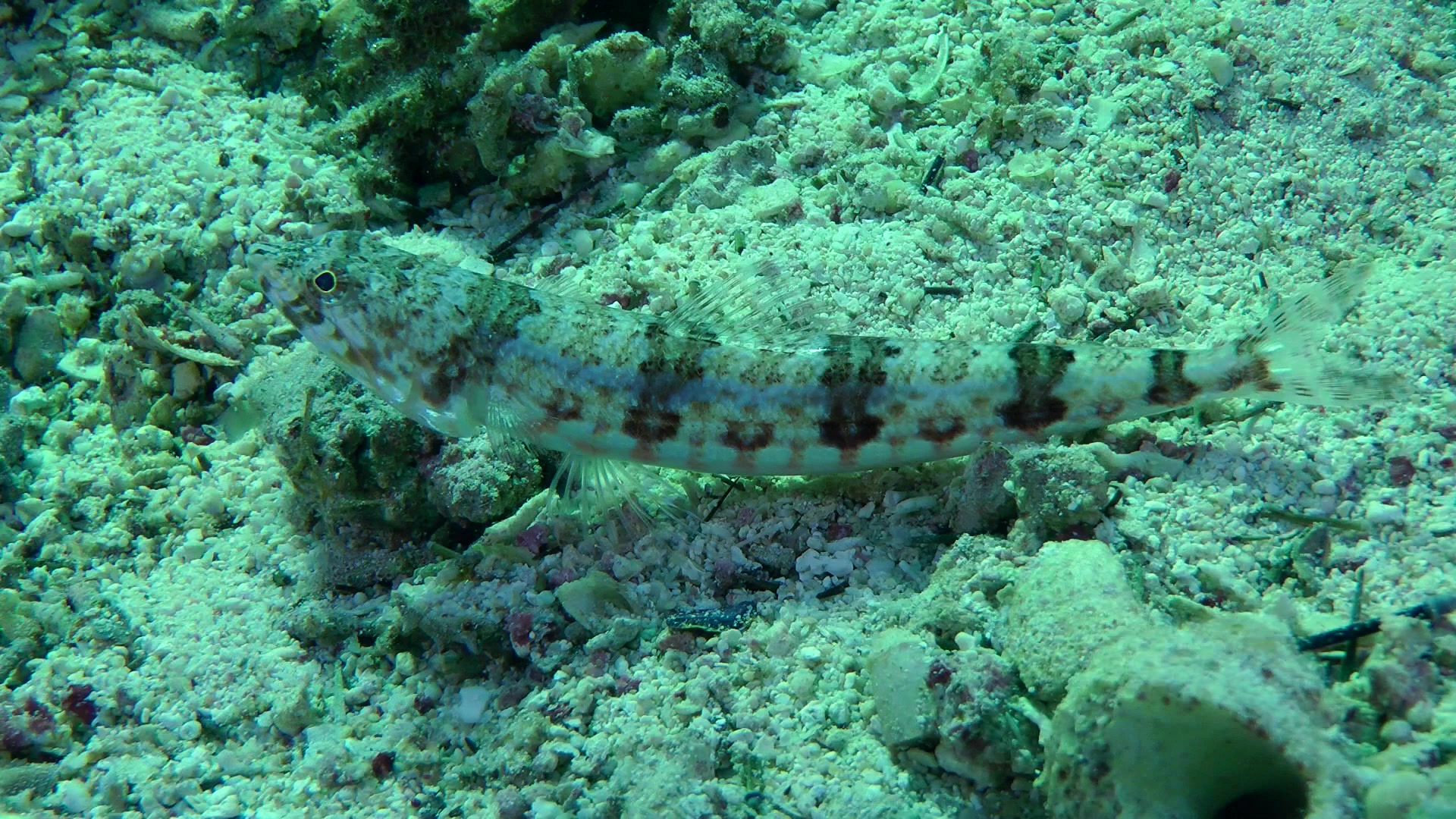 Video: Variegated lizardfish (Synodus variegatus) on coral sand ...