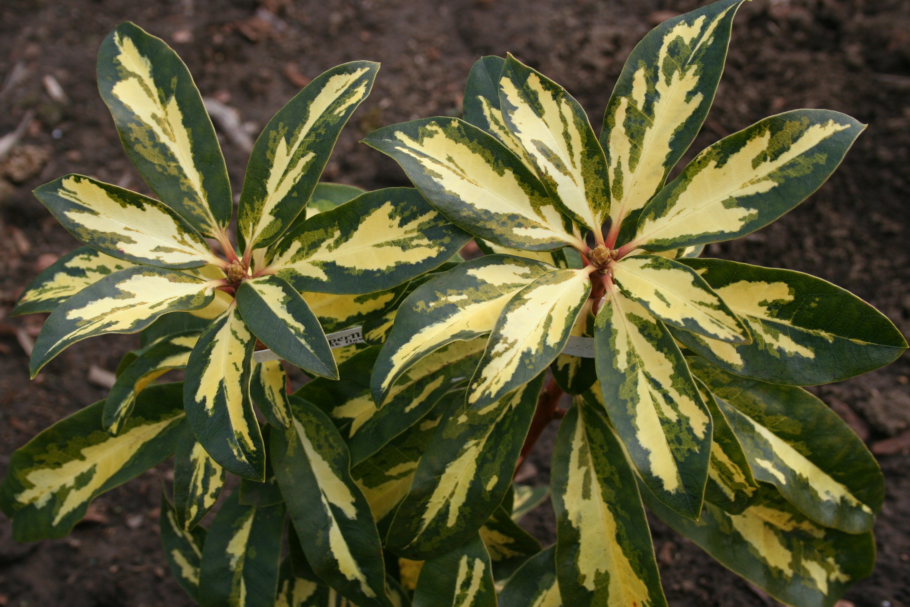 Variegated Rhododendrons Liven Up the Shade ⋆ North Coast Gardening
