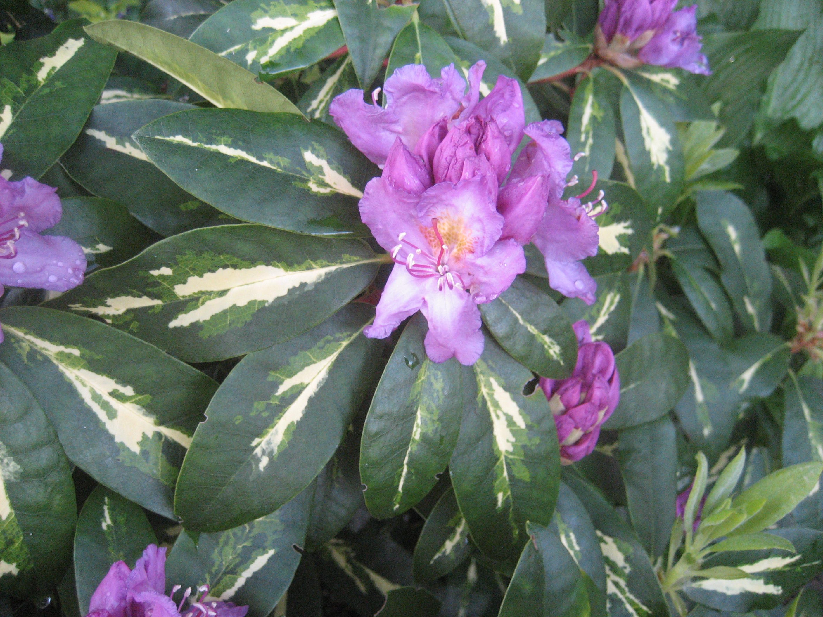 Goldflimmer rhododendron. There aren't many rhodos with variegated ...