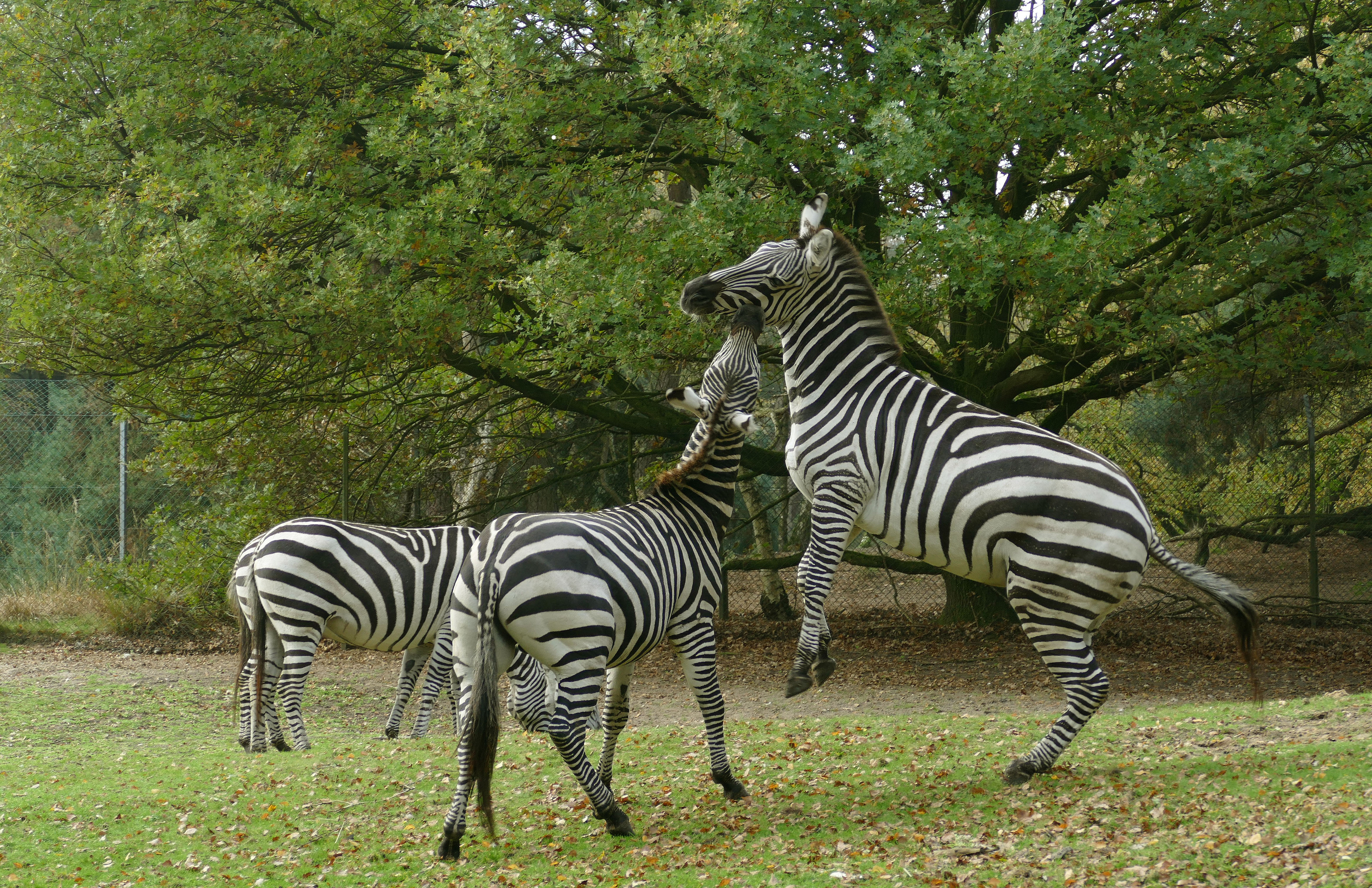 Vechtende zebra s photo
