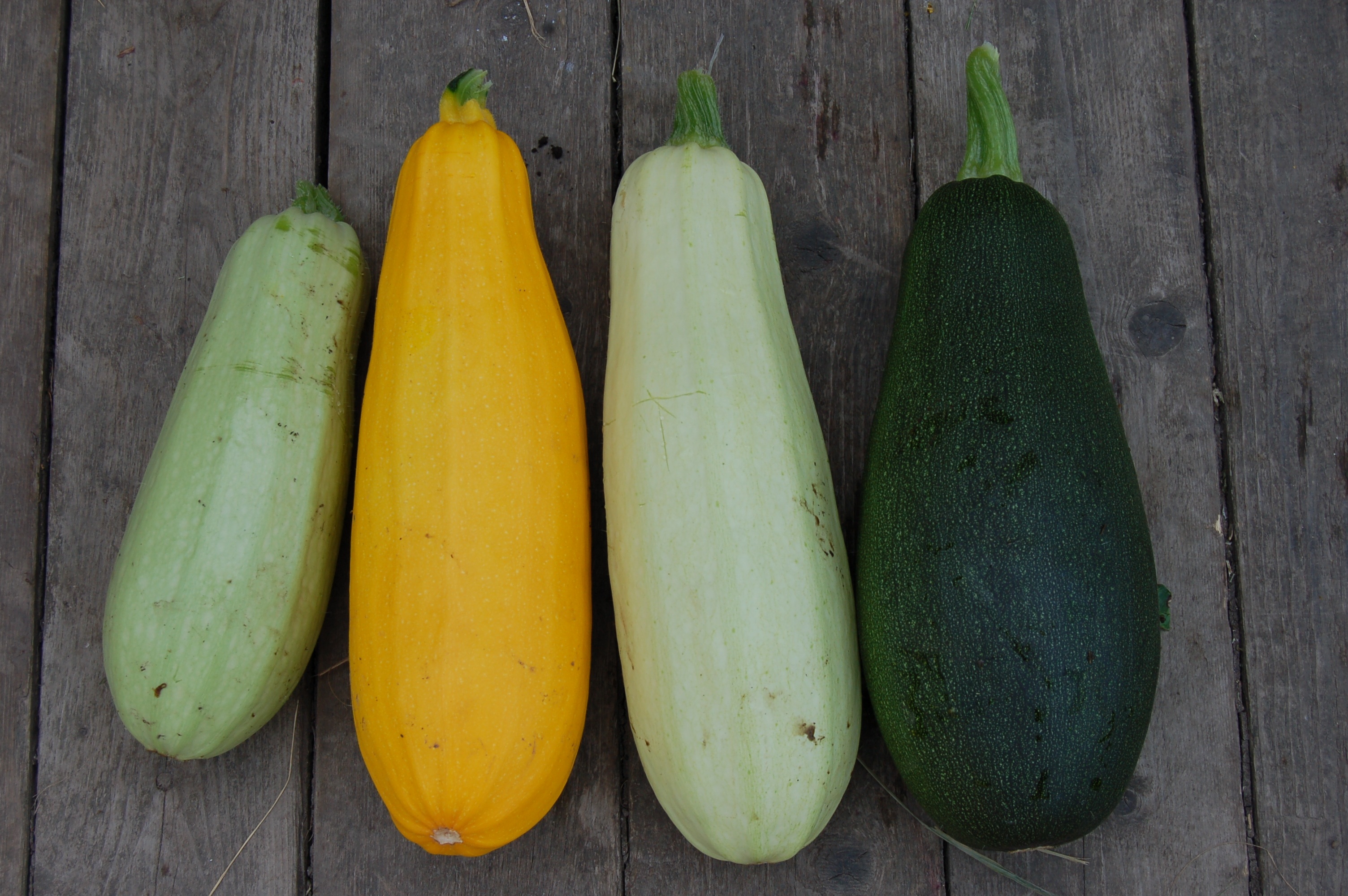 File:Zucchini vegetable closeup 1637435.jpg - Wikimedia Commons