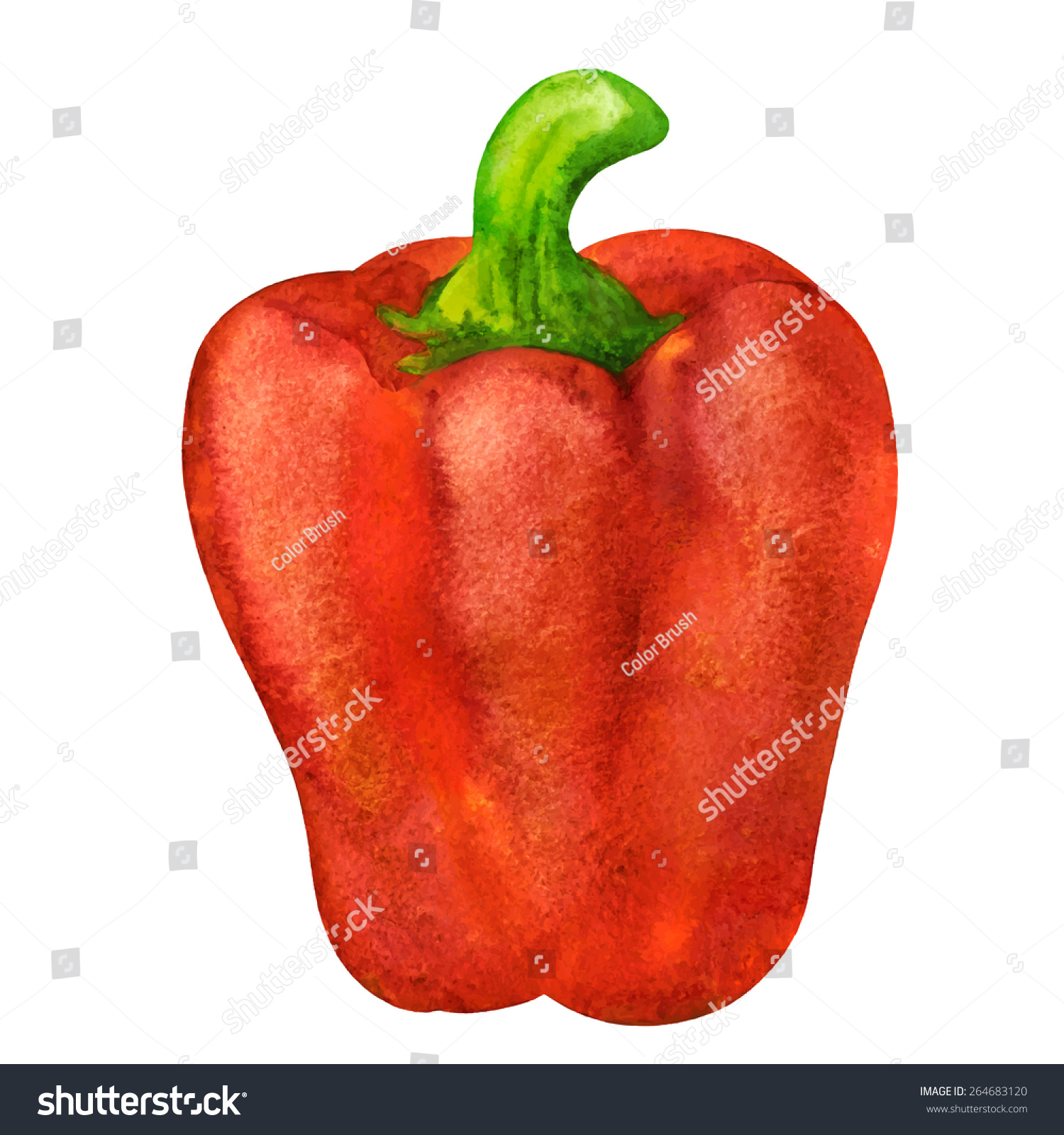 Watercolor Vegetable Bell Pepper Closeup Isolated Stock Vector (2018 ...