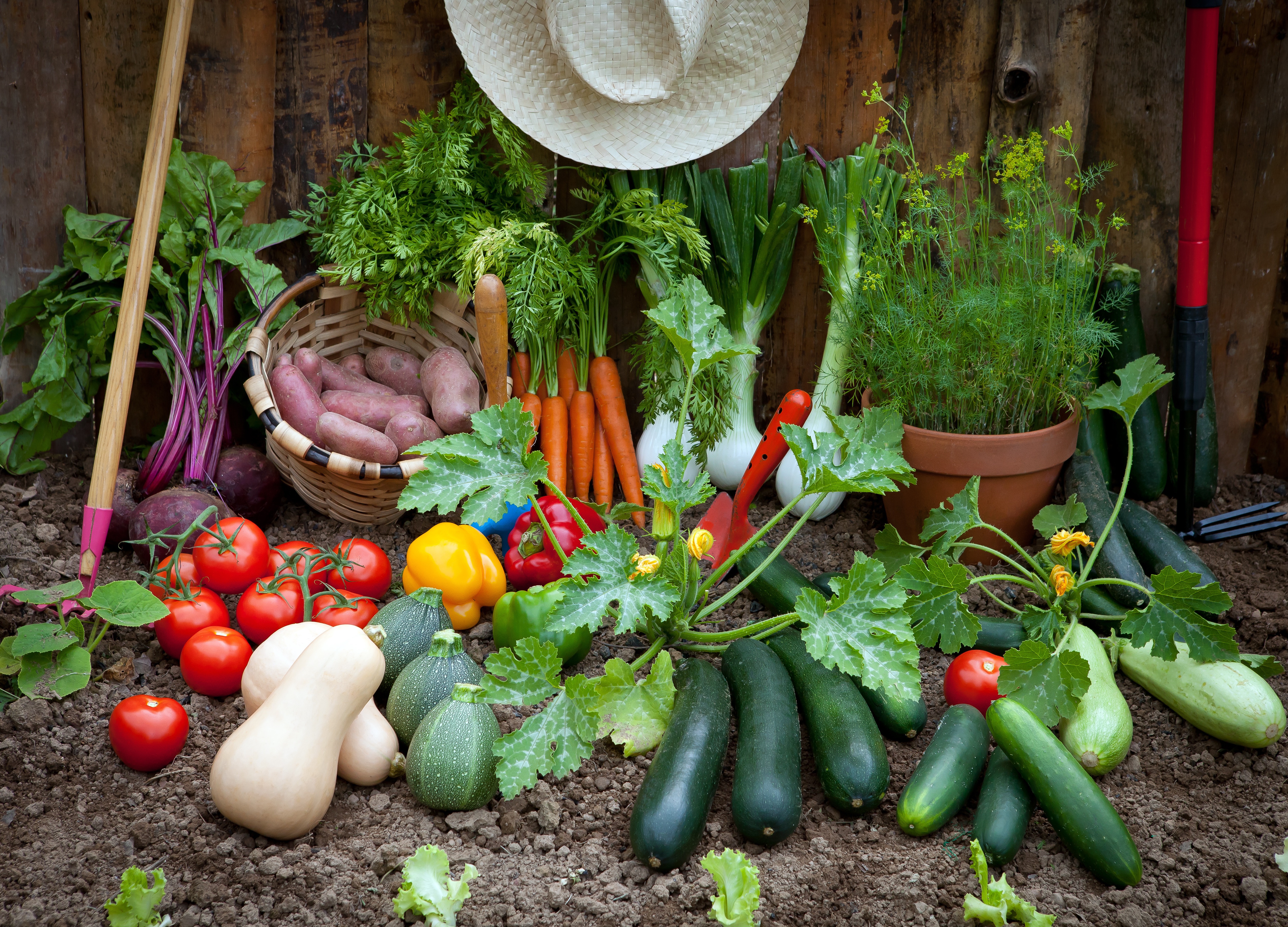 Basics For Planting A Vegetable Garden - Backyard Riches