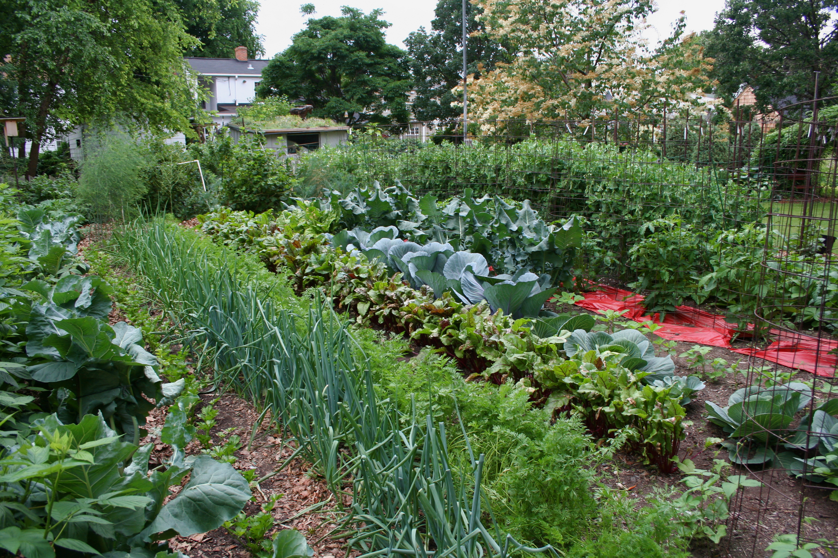 Creative Large DIY Vegetable Garden With Various Plants Ideas