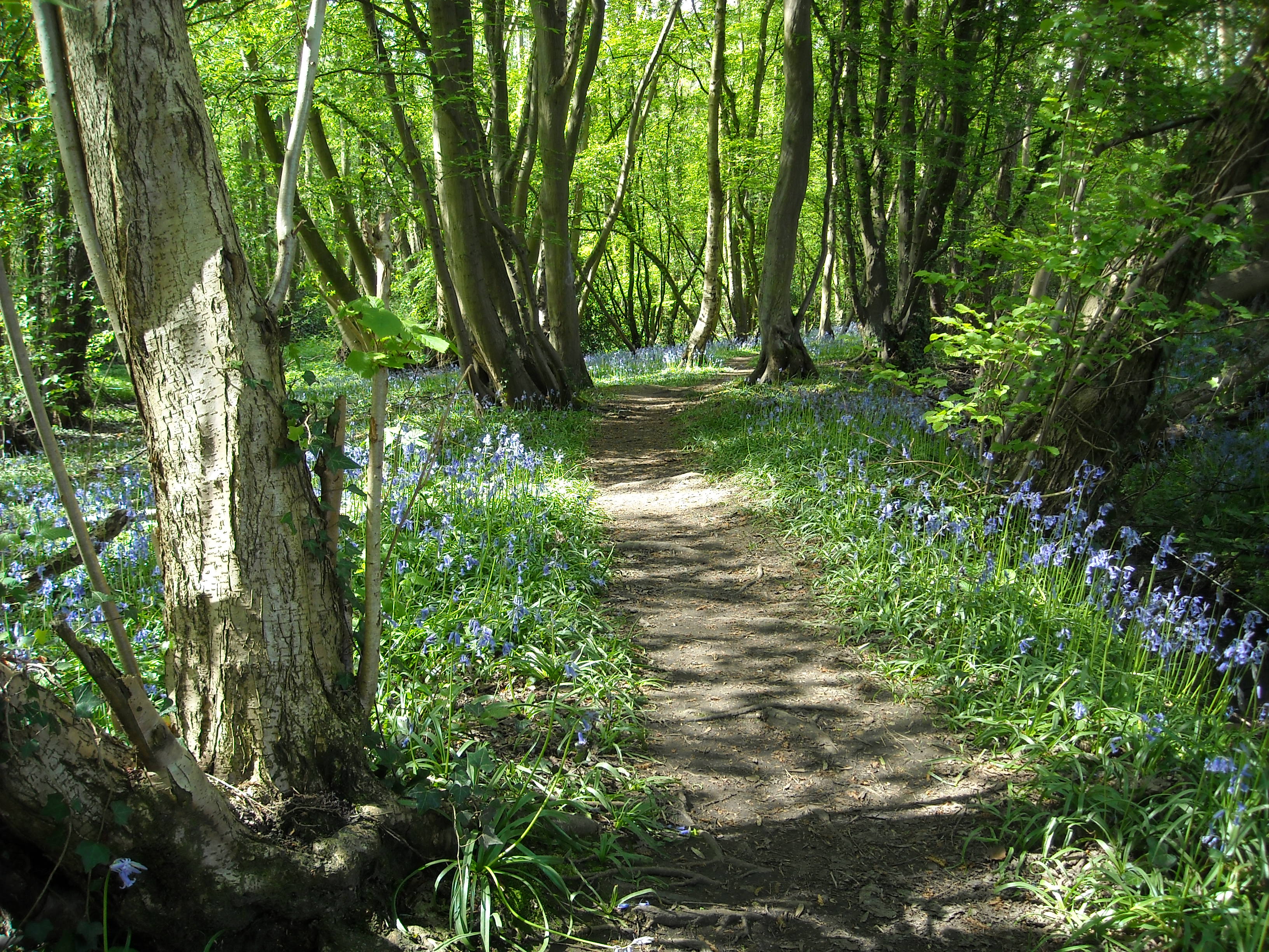 Vegetation cutting | Essex County Council