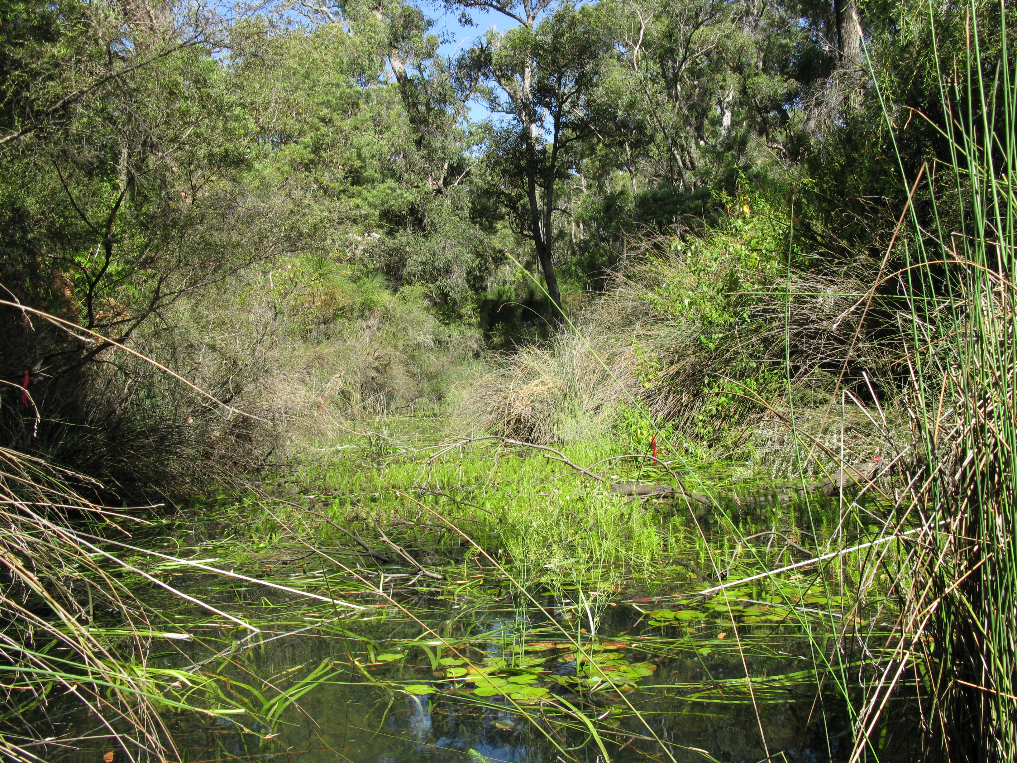 Aquatic and riparian vegetation