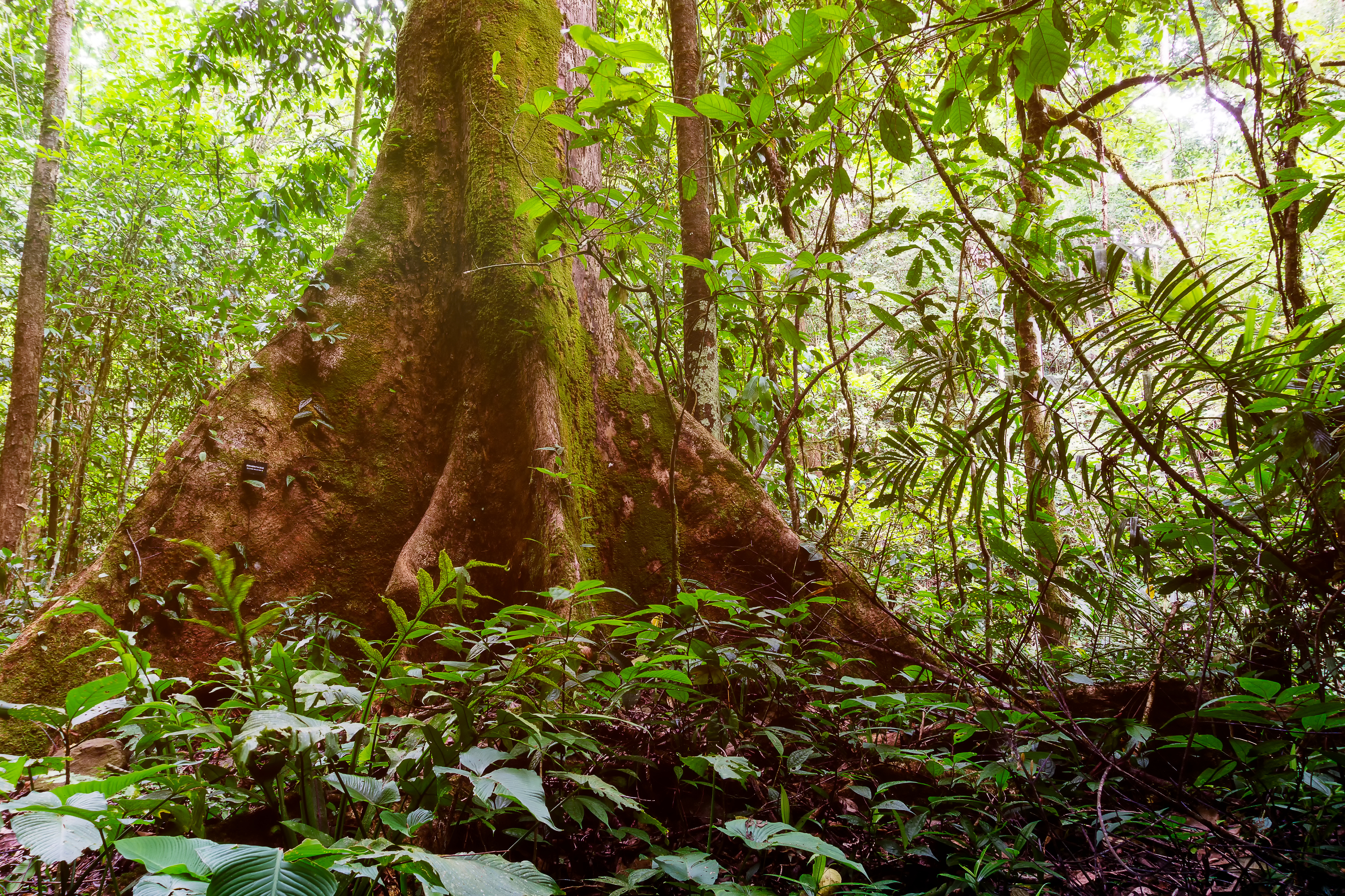 How has rainforest vegetation adapted to the climate? - Internet ...