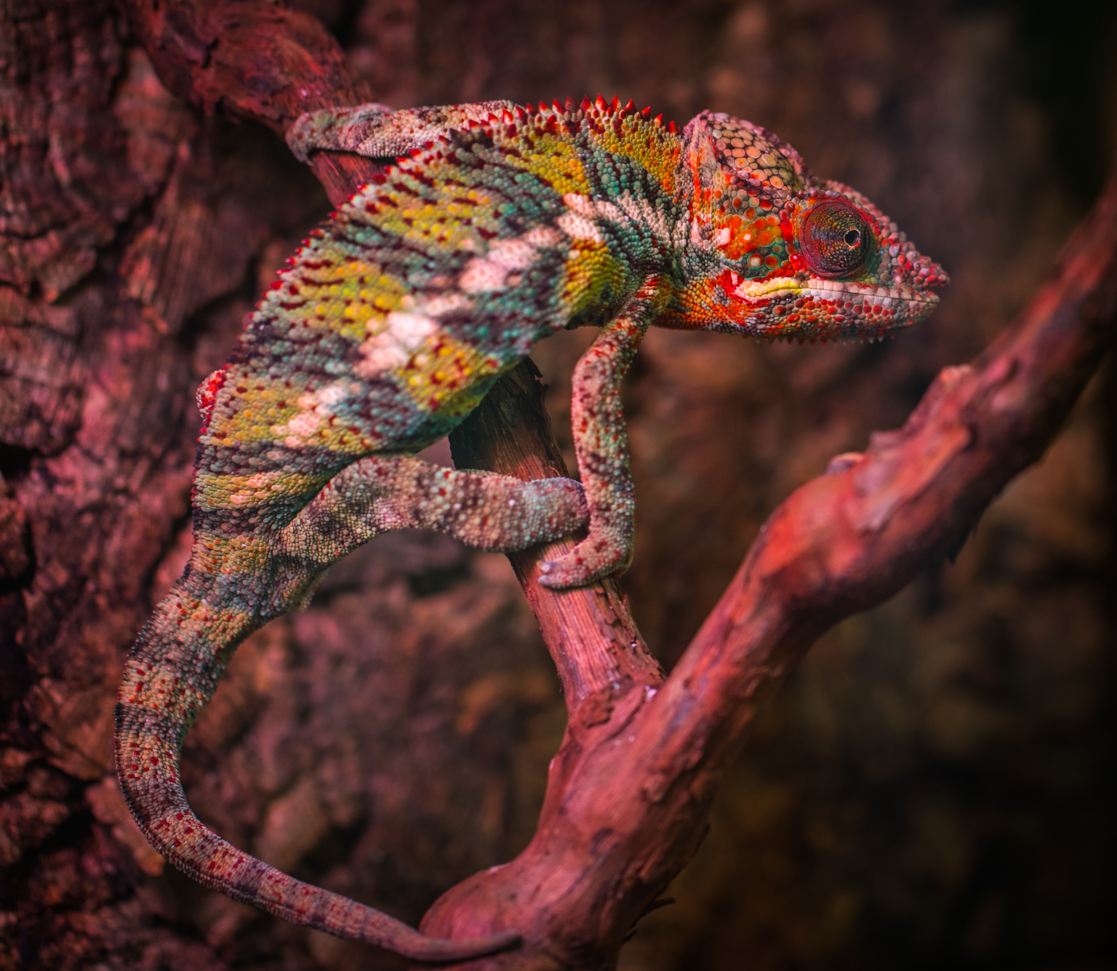 Veiled chameleon photo