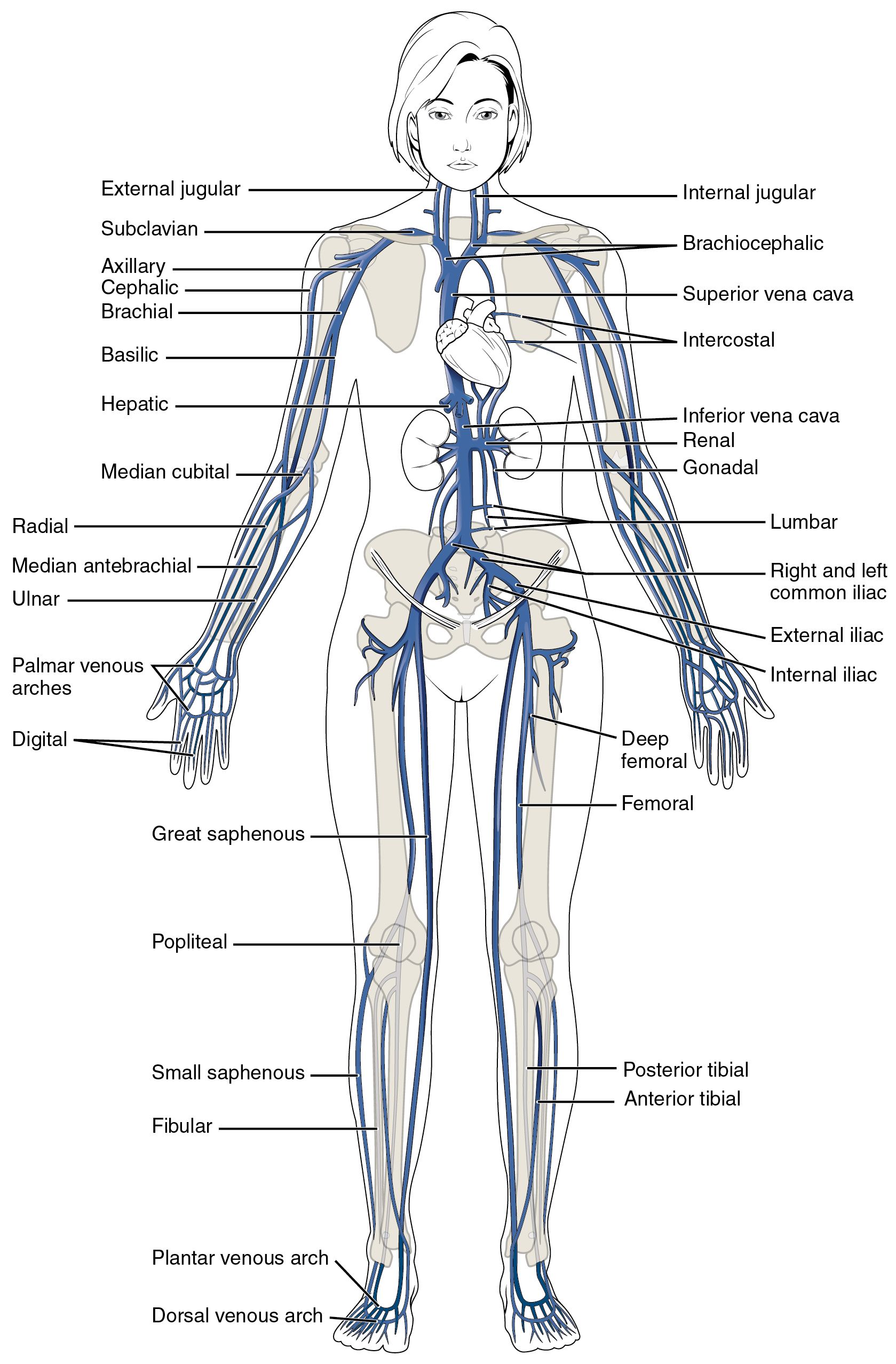 This diagram shows the major veins in the human body. | Venas ...