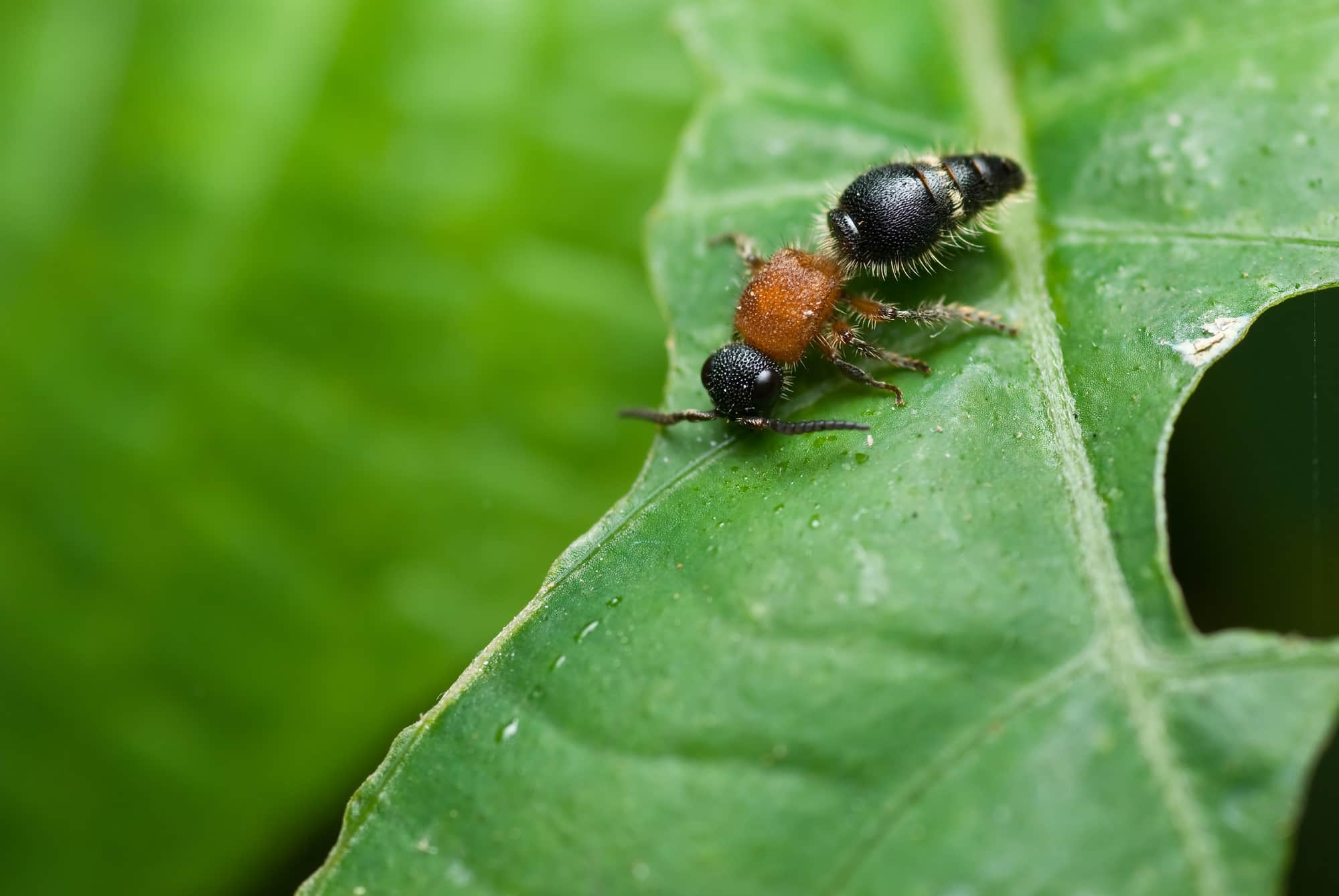 Velvet Ant or Cow Killer Wasp — What's the Difference? | Terminix