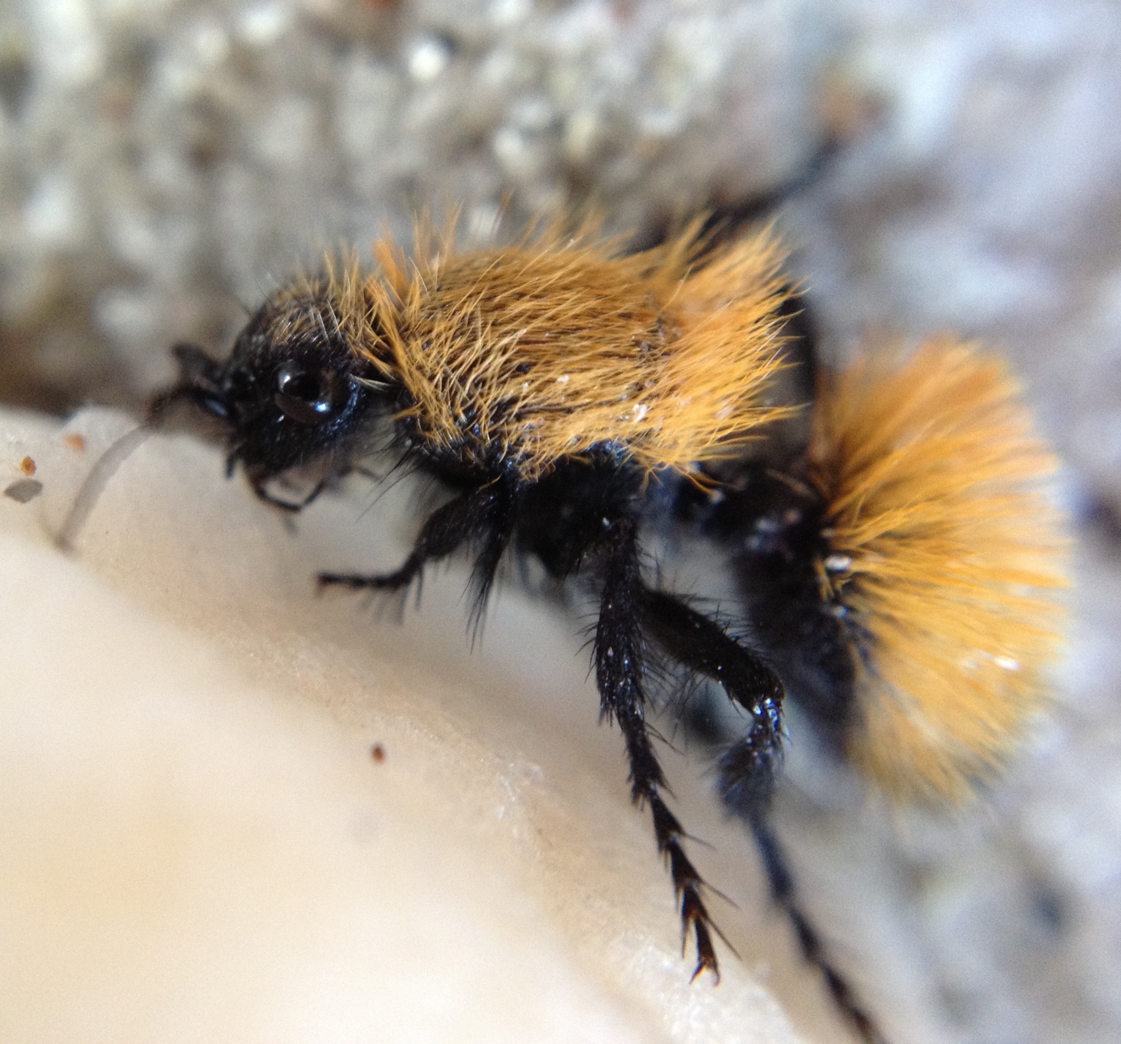 Meet our bugs- velvet ants! | Nevada Bugs and Butterflies