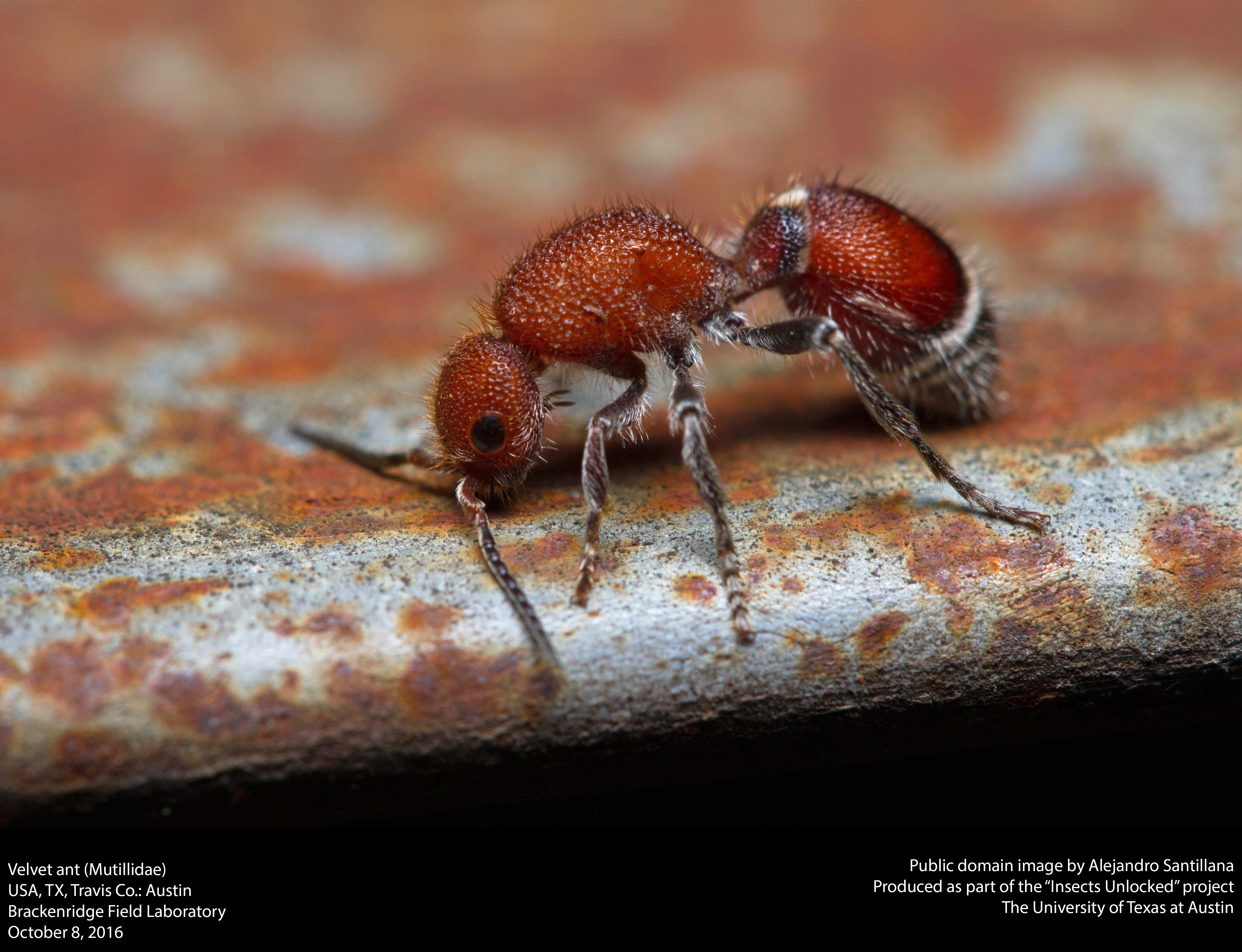 File:Velvet Ant (Mutillidae) (30535524331).jpg - Wikimedia Commons