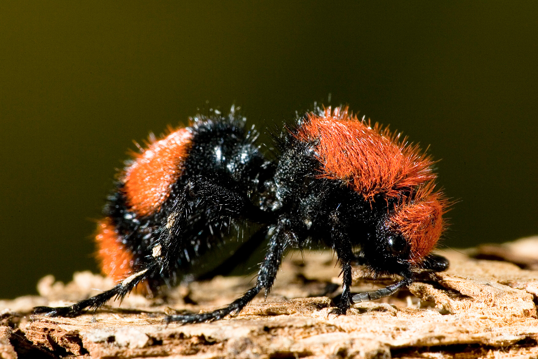 Velvet Ants | MDC Discover Nature