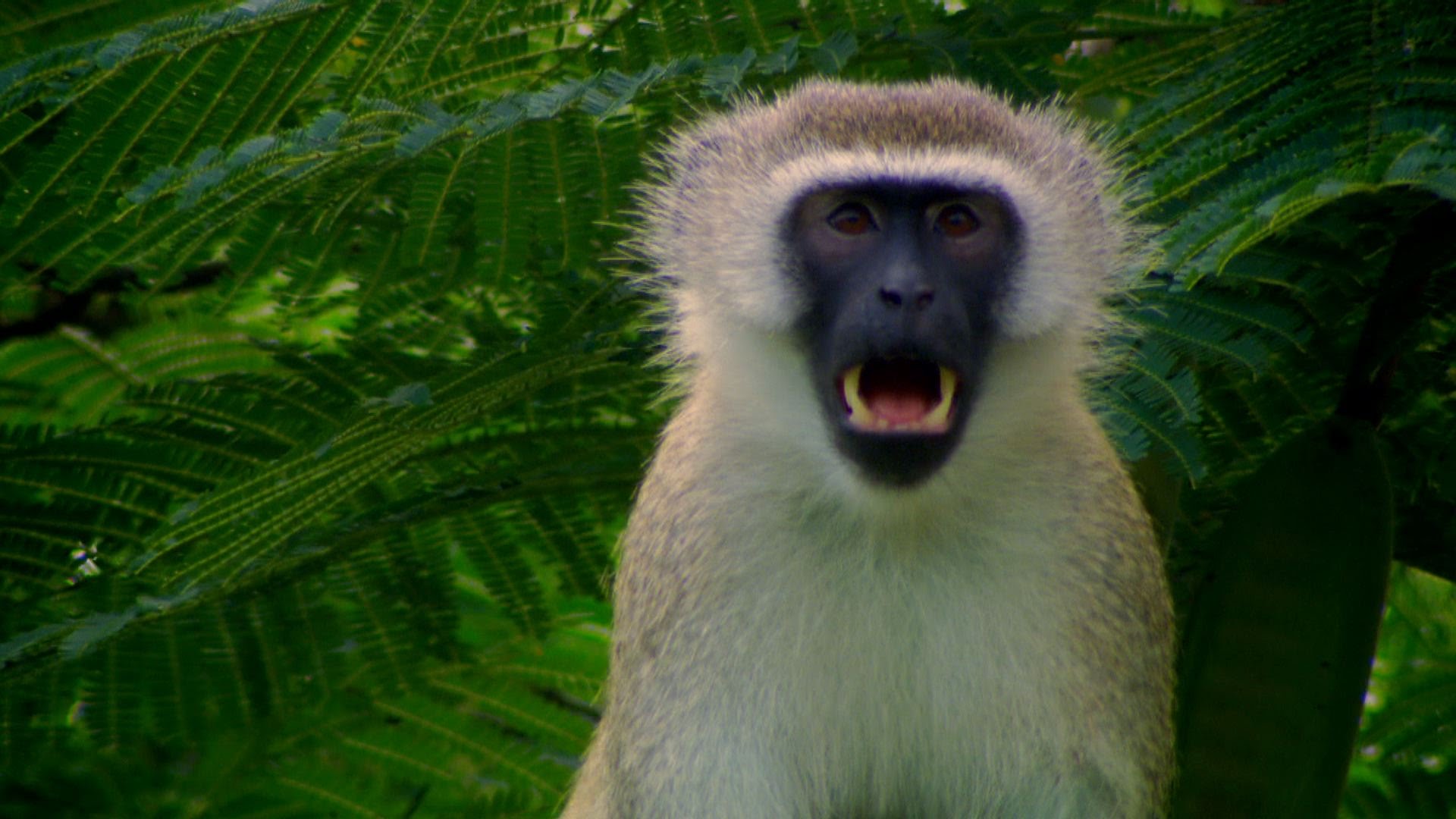 Vervet monkey's escape plans - Talk to the Animals: Episode 2 ...