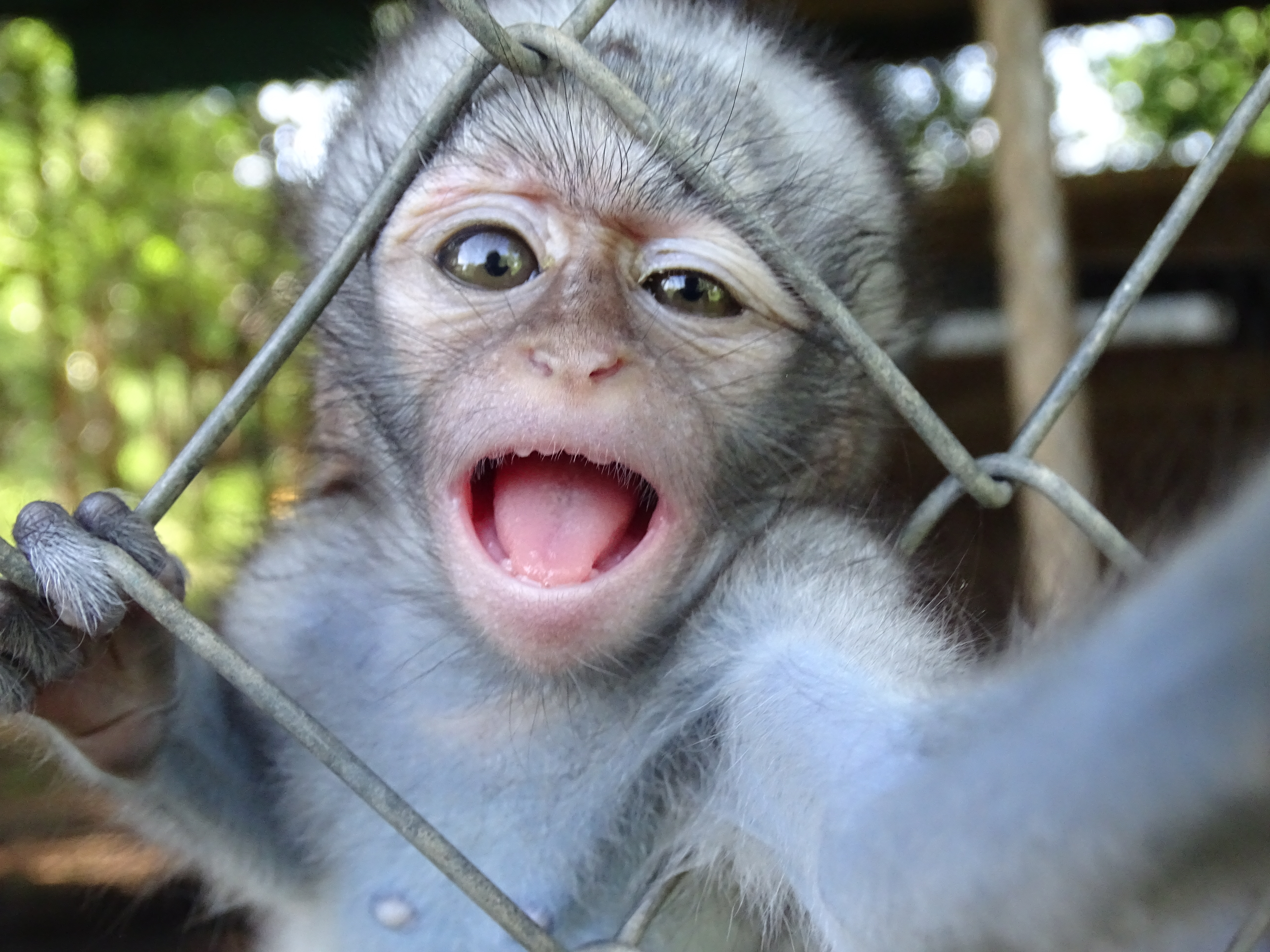 Volunteer – Vervet Monkeys | Claim Victory