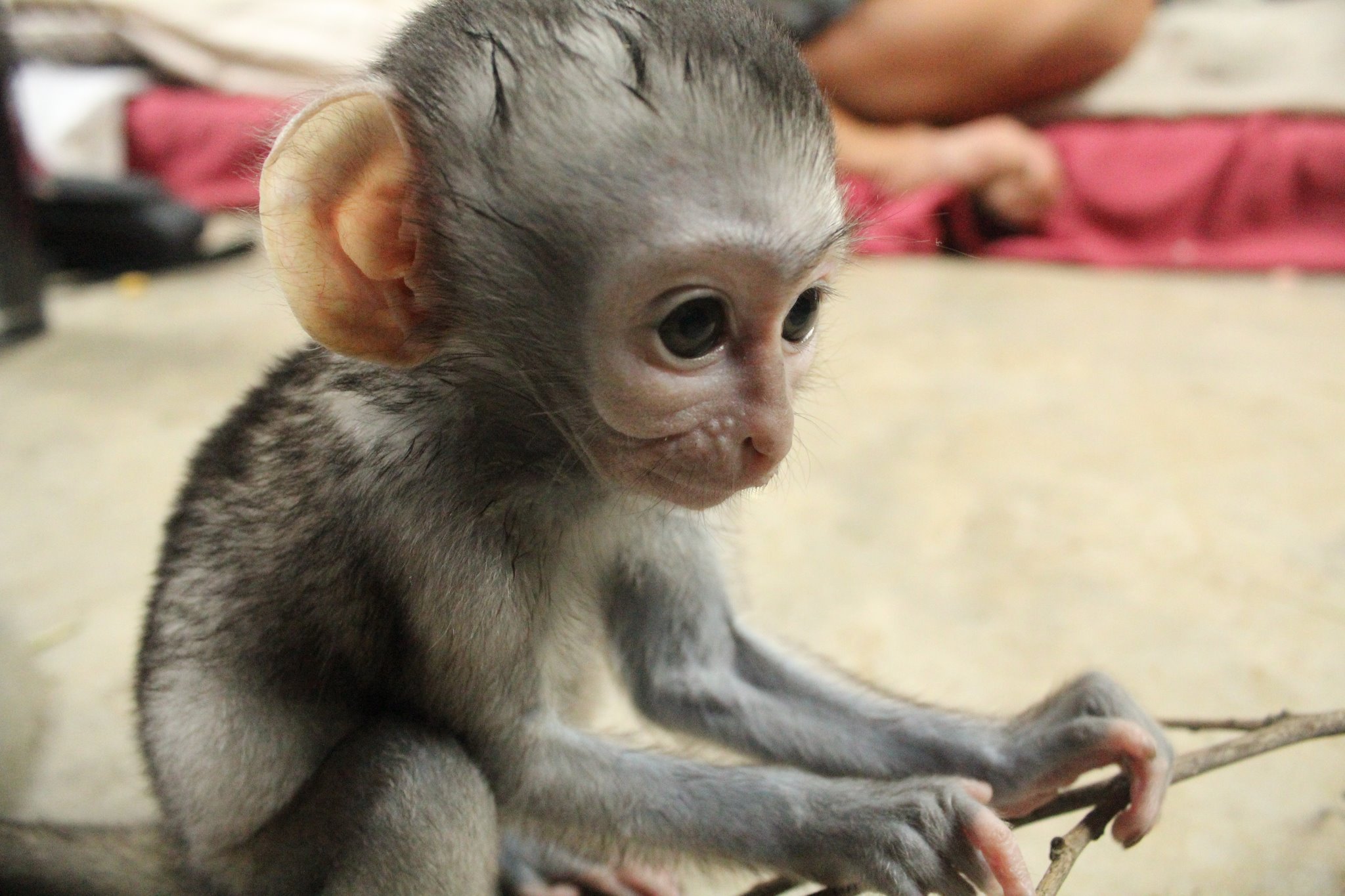 Its baby season at the Vervet Monkey Foundation! | Volunteer World ...