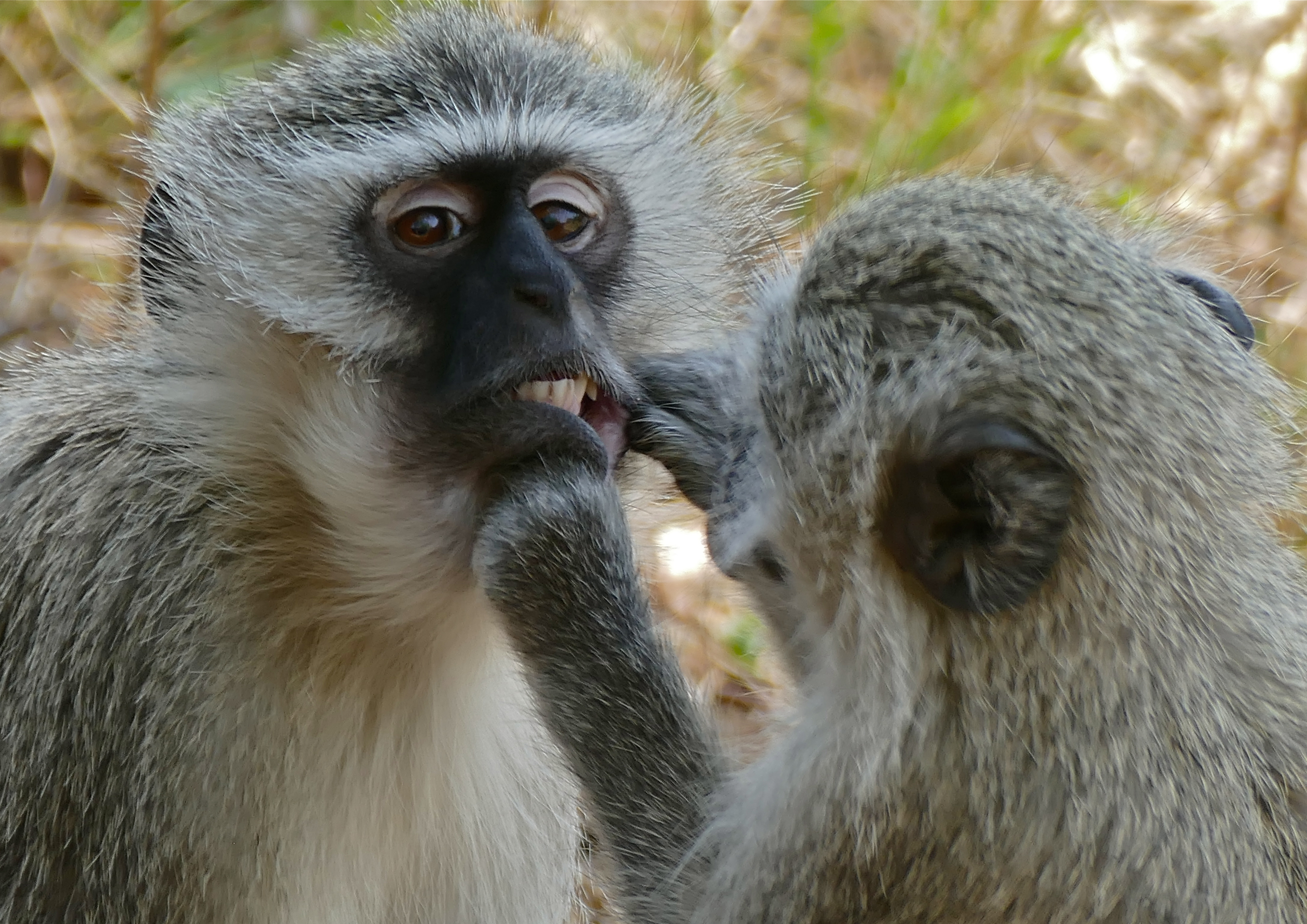 File:Vervet Monkeys (Chlorocebus pygerythrus) - dental check-up ...