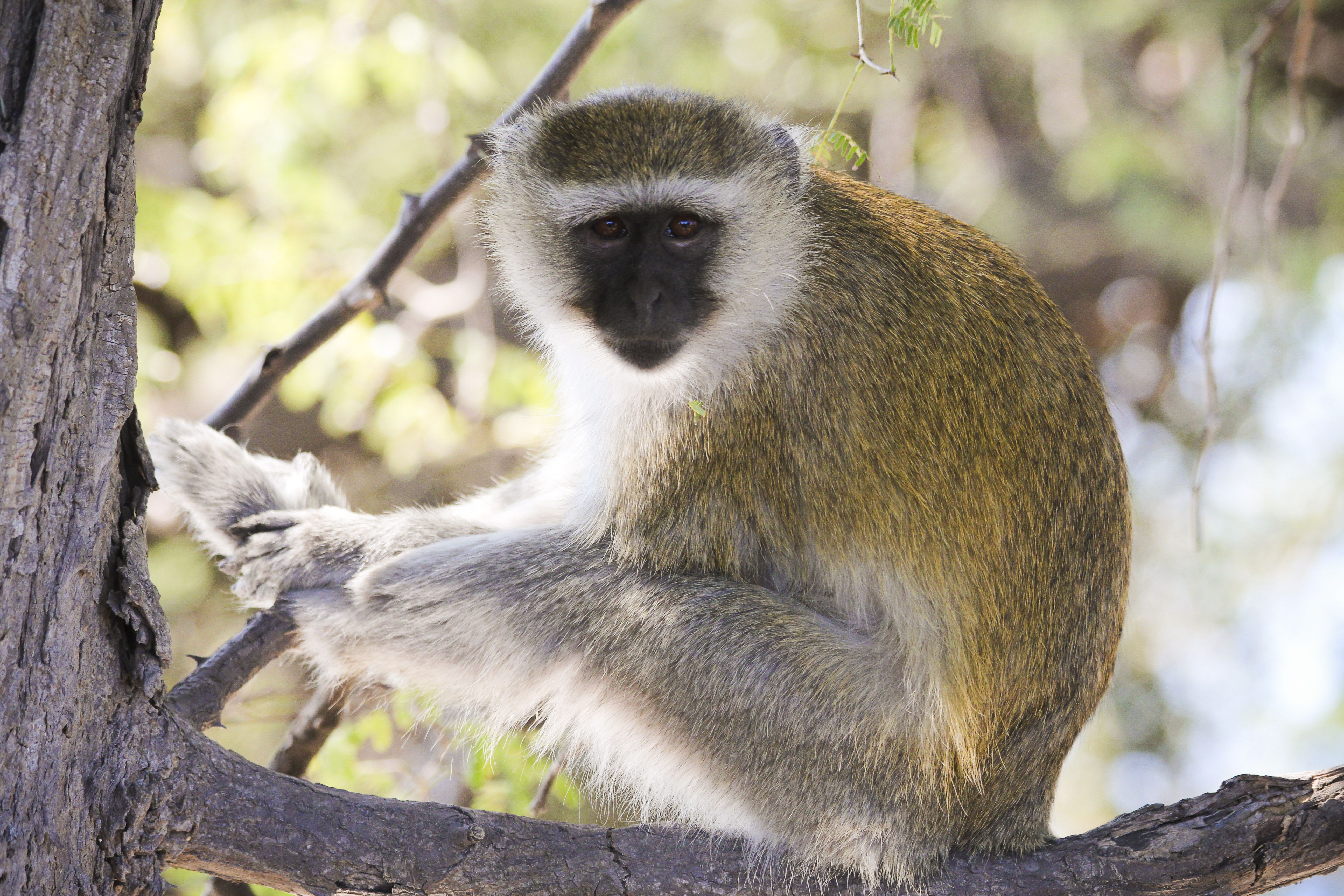Cheeky Vervet Monkeys in Chobe. #Africa #Botswana #Chobe #Safari ...