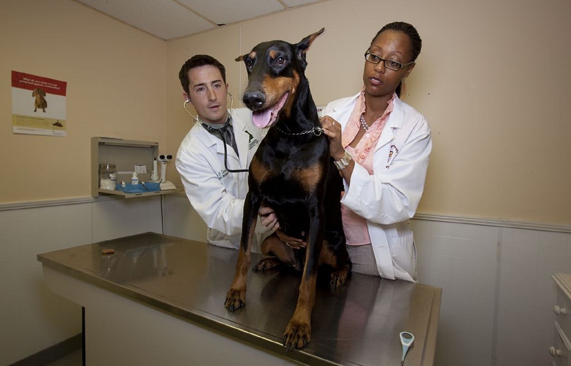 Veterinarian Doctor, Activity, Doc, Doctor, Dog, HQ Photo