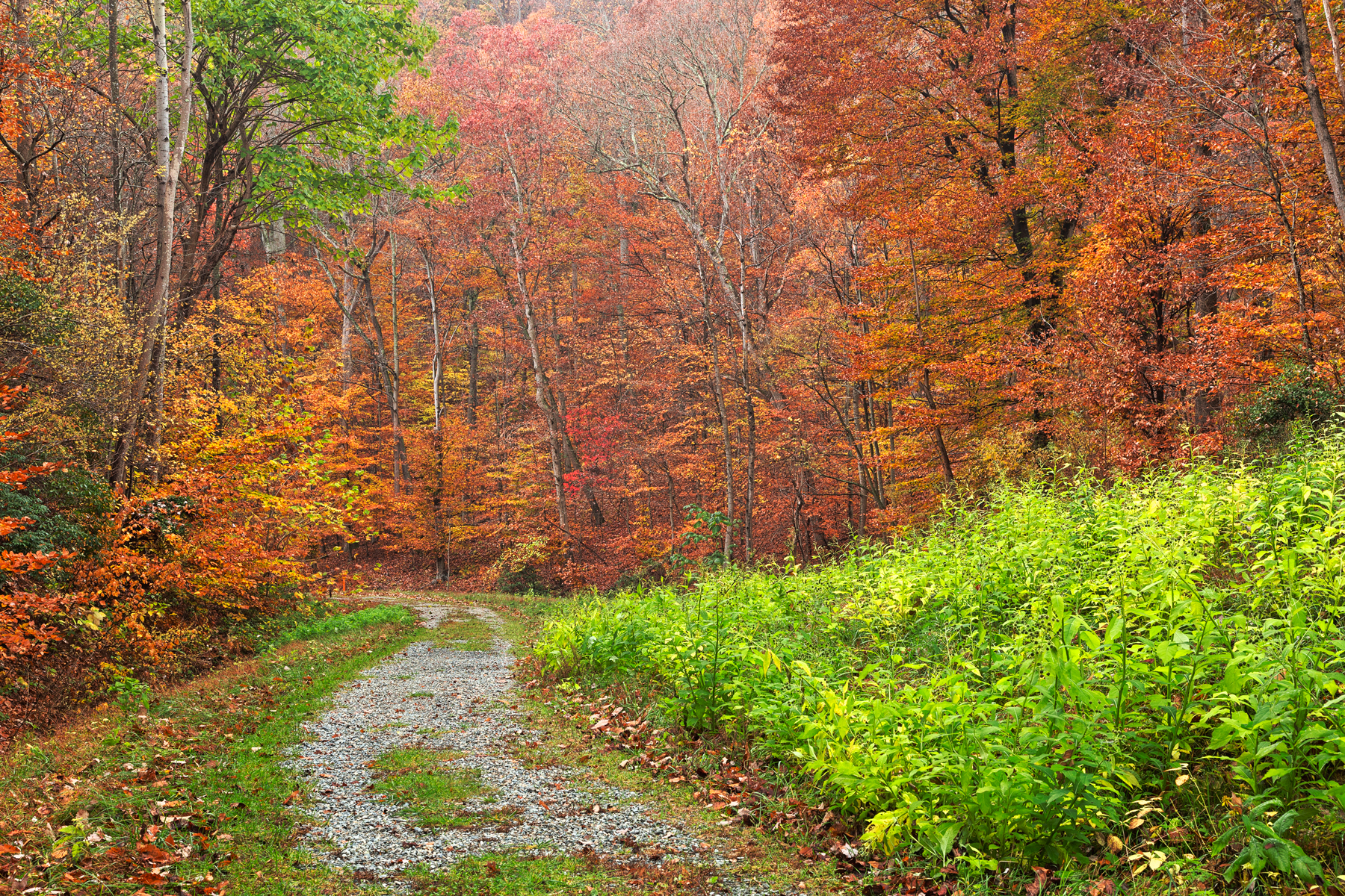 Vibrant autumn trail - hdr photo