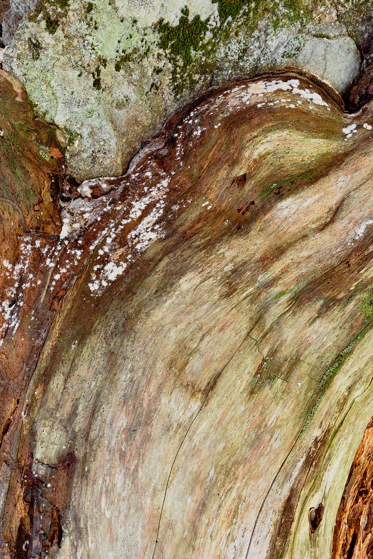 Vibrant Wood Decay, Abstract, Mossy, Pretty, Perspective, HQ Photo