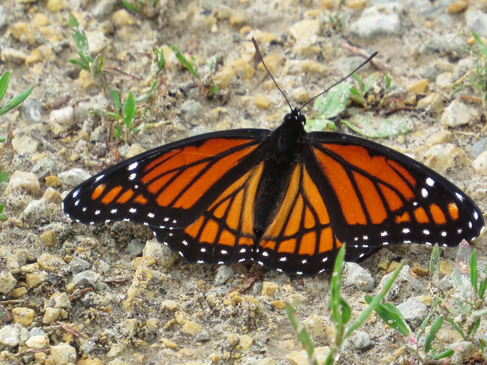 Penelopedia: Nature and Garden in Southern Minnesota: Viceroy Butterfly