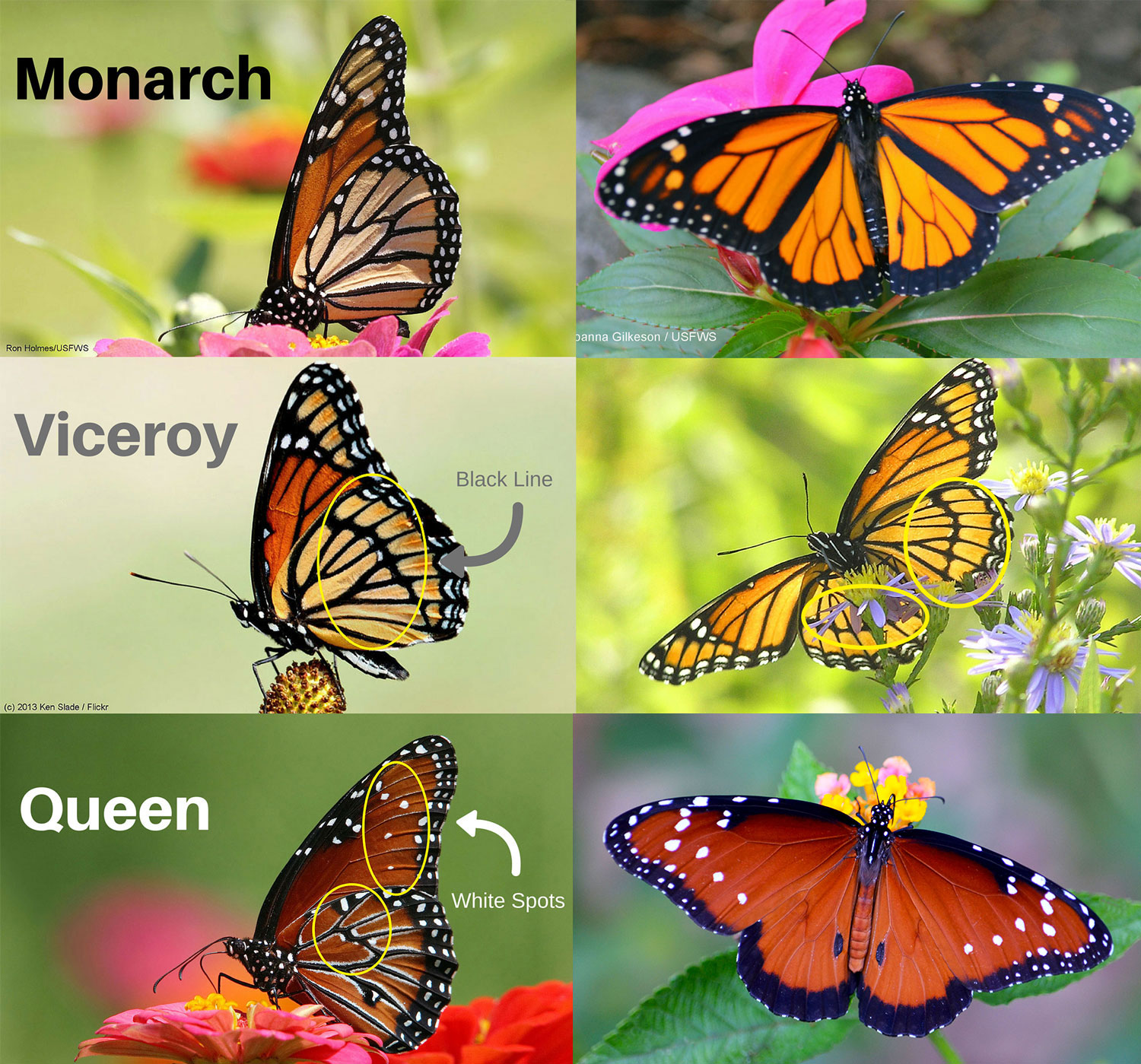 Quiz: Will These Monarch Look-Alikes Fool You? : The National ...