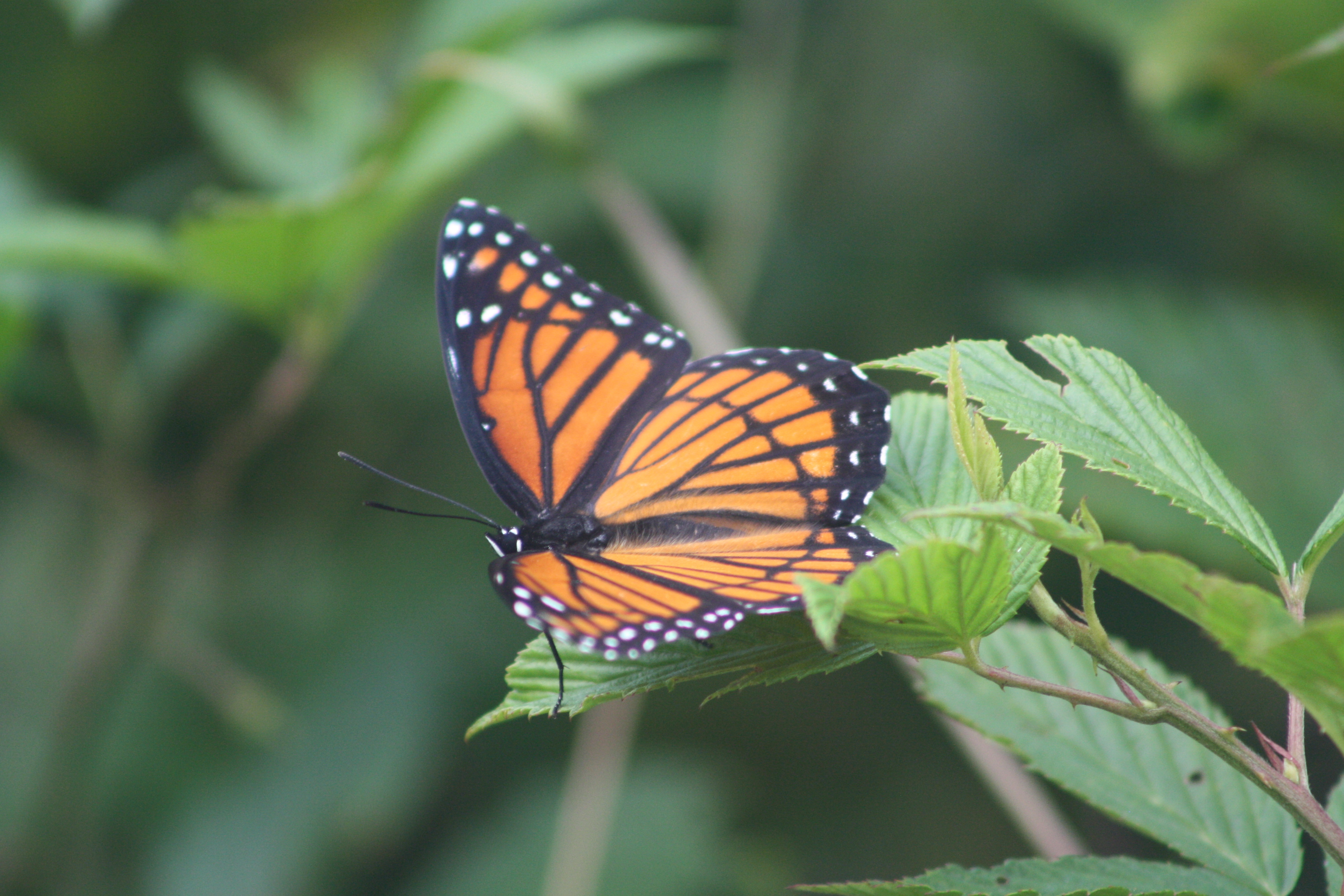 Meet the Viceroy, Kentucky's state butterfly