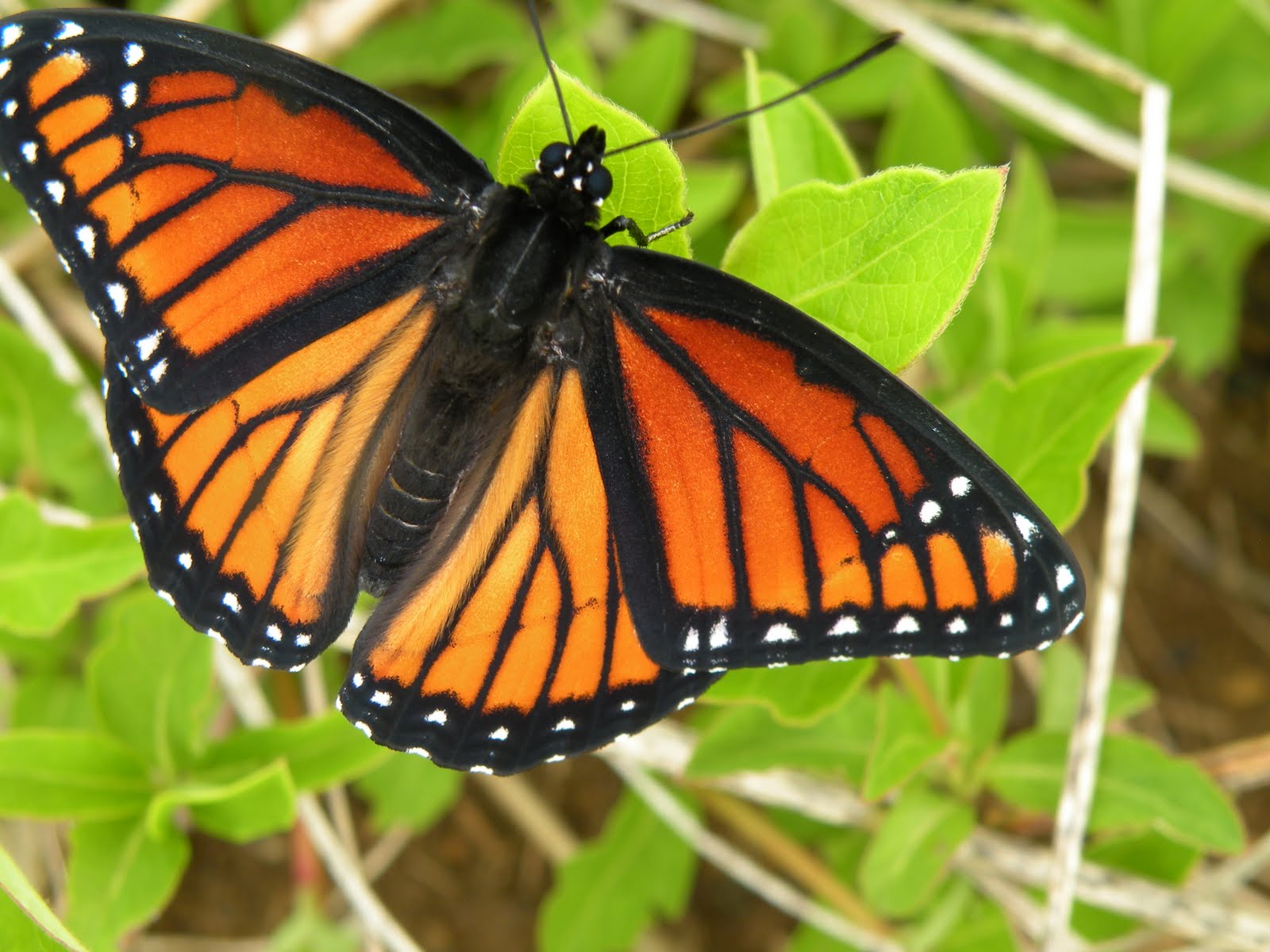 Viceroy butterflies look similar to monarchs but don't migrate as ...