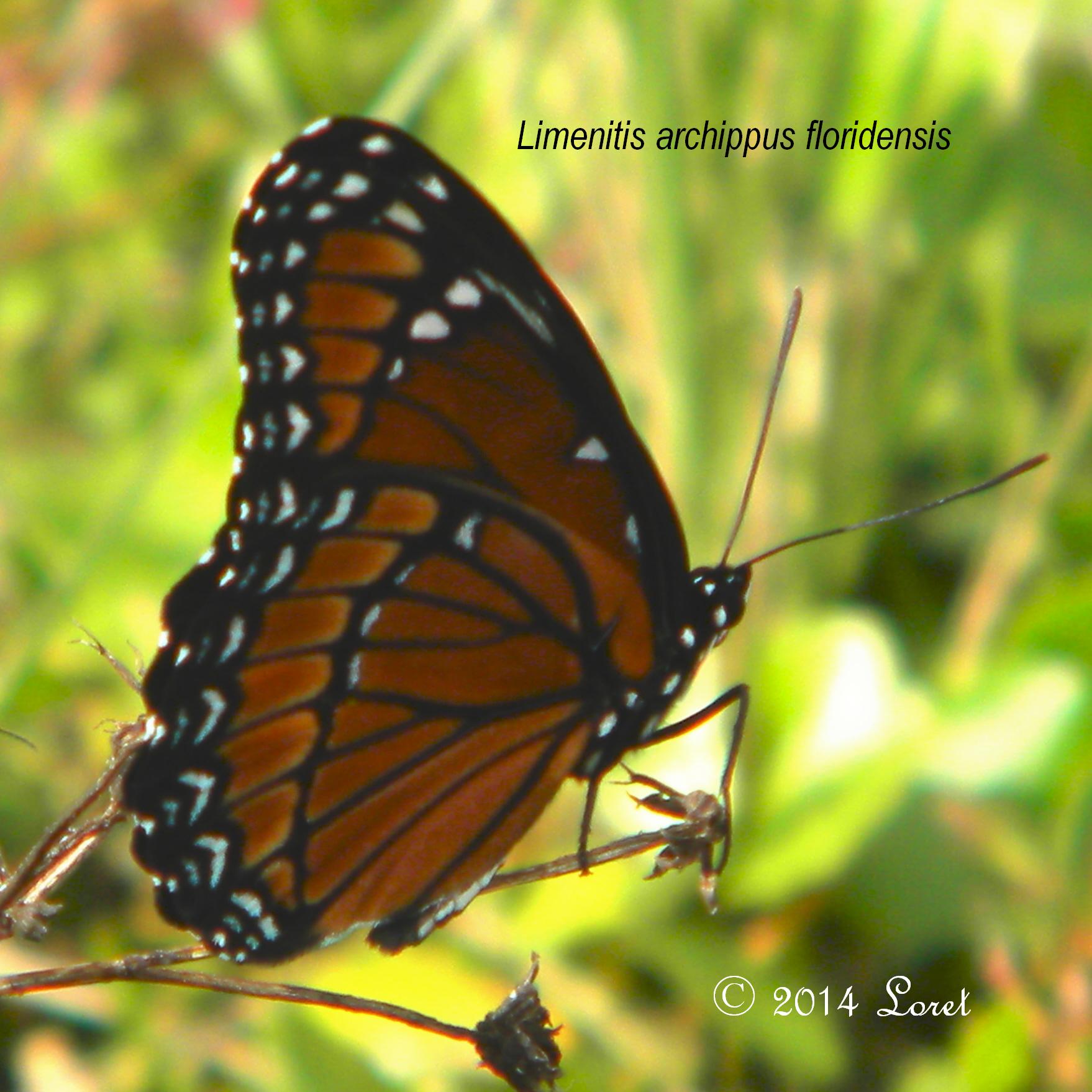 Florida Viceroy Butterfly (Limenitis archippus floridensis ...