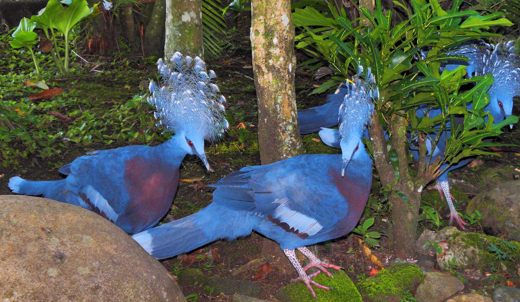 5 Interesting Facts About Victoria Crowned Pigeons | Hayden's Animal ...