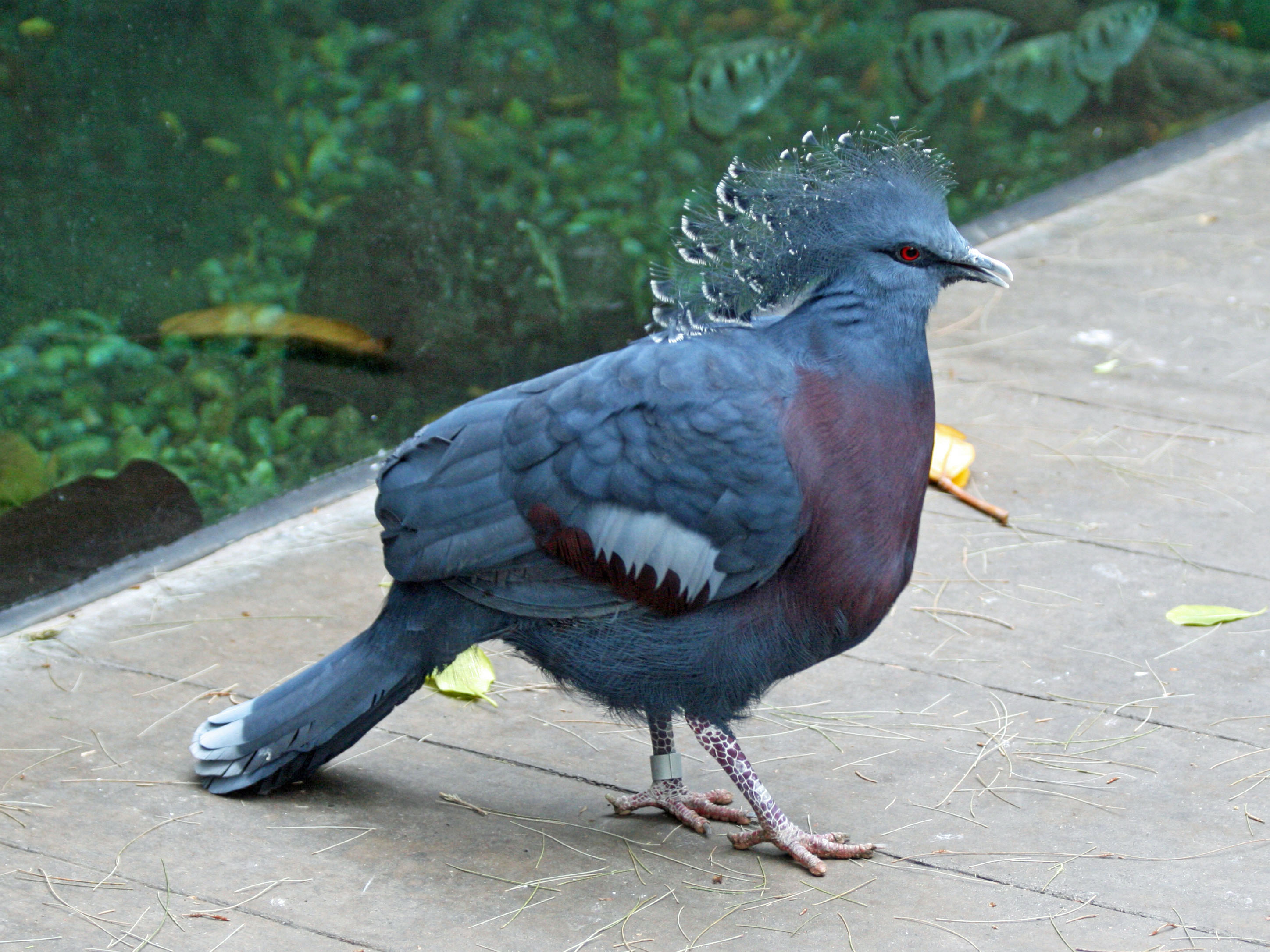 File:Victoria Crowned Pigeon SMTC3.jpg - Wikimedia Commons