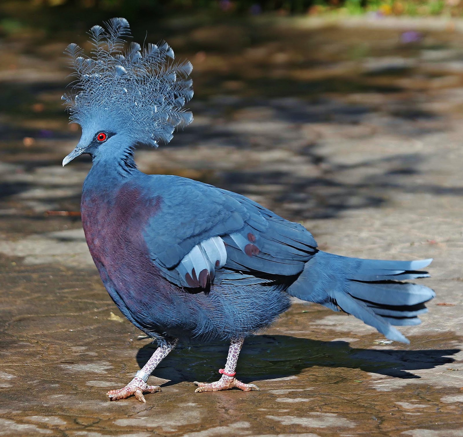 Birds of the World: Victoria crowned pigeon
