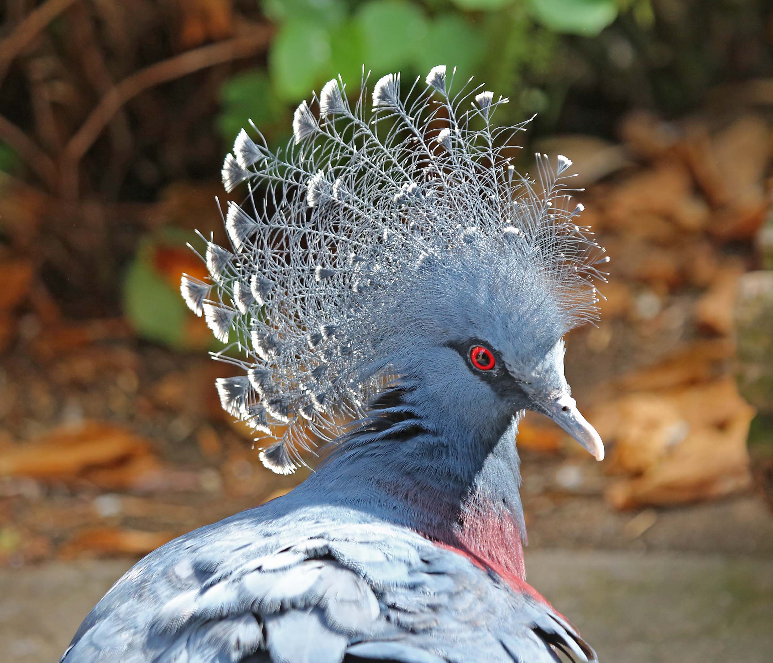 Pictures and information on Victoria Crowned-Pigeon