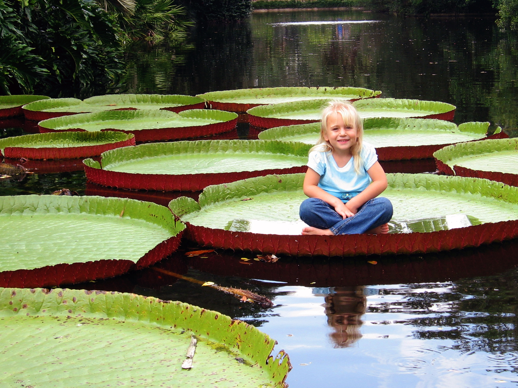 A girl sits on a giant Victoria water lily at Bok Tower Gardens ...