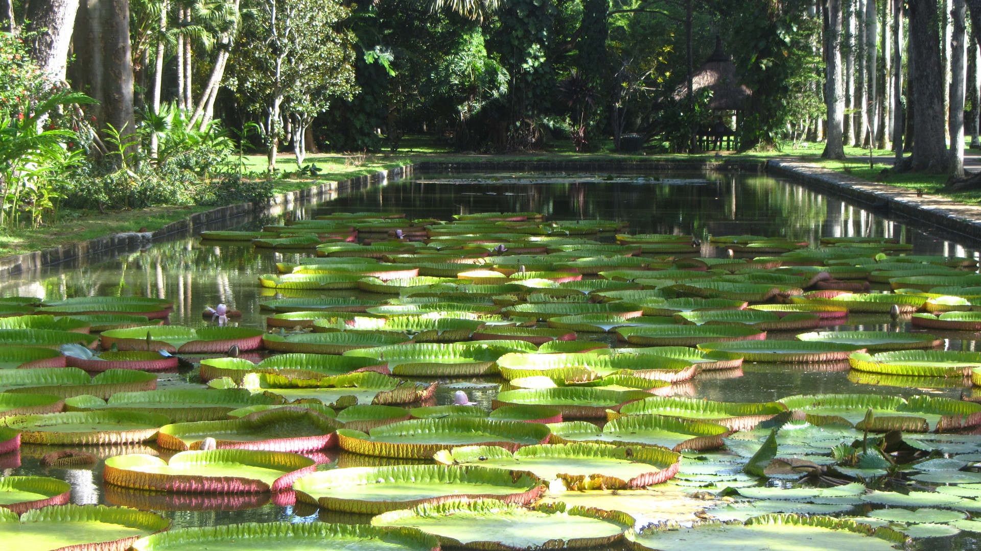 Victoria Amazonica Water Lily | Flora and Fauna of Tropical Asia