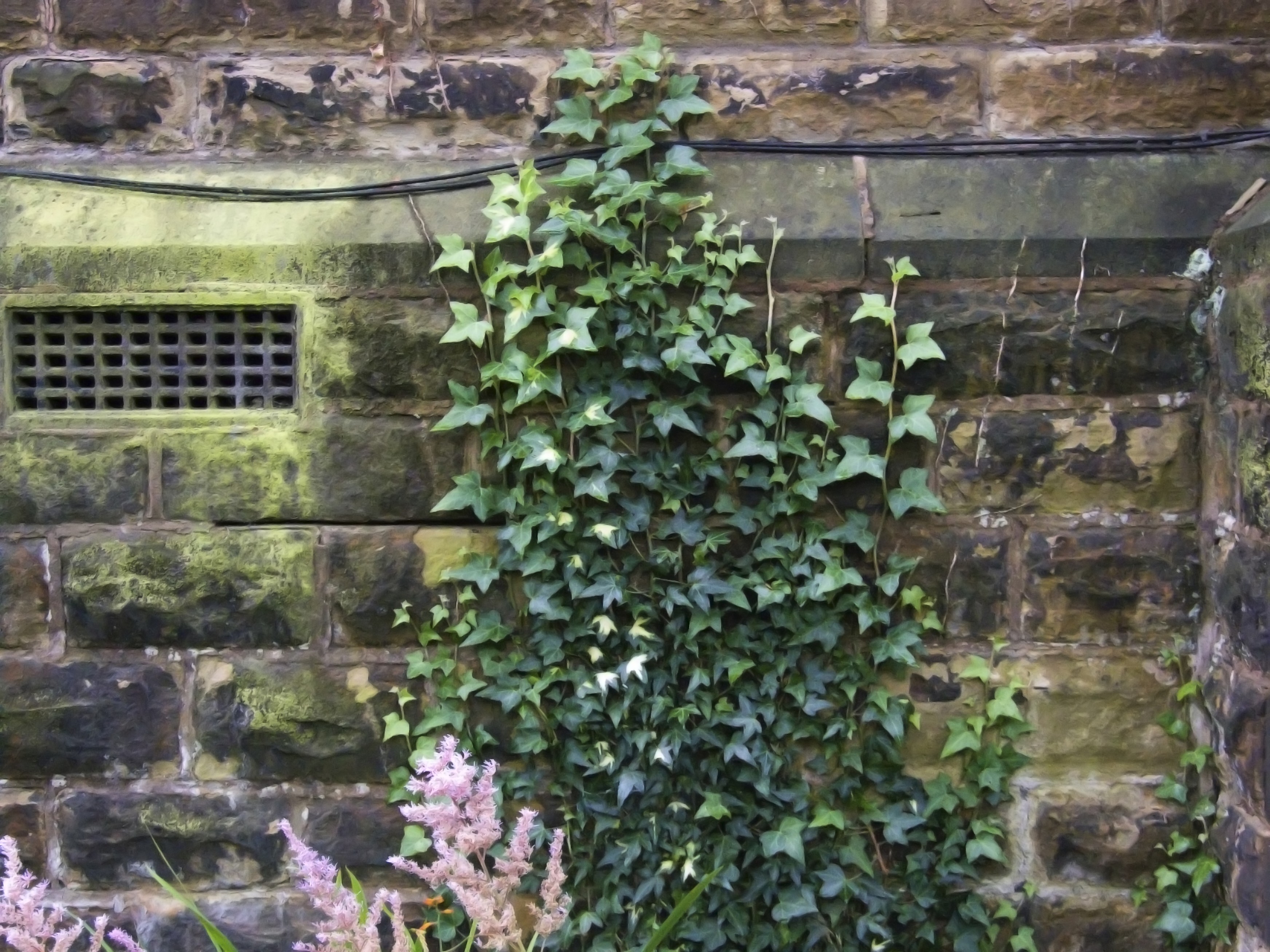 Vine ivy on church wall photo