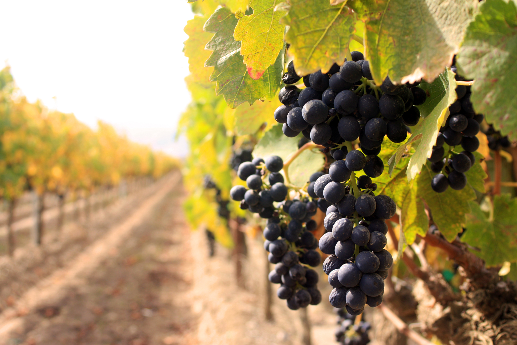 Vineyard Management | Pacifica Wine Division