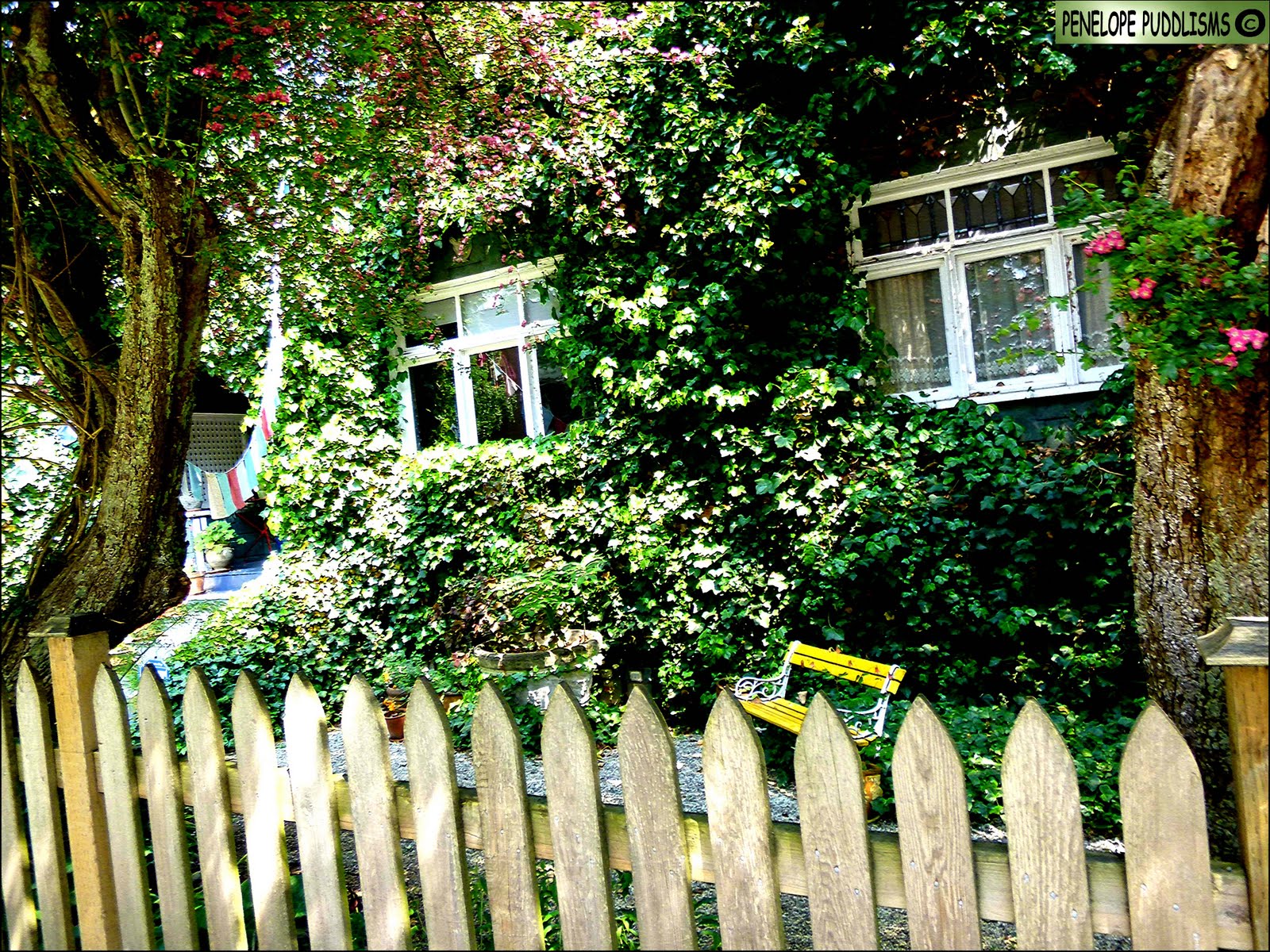 Penelope Puddlisms: BC Life Is A Whale Of A Ride: Ivy Covered House ...