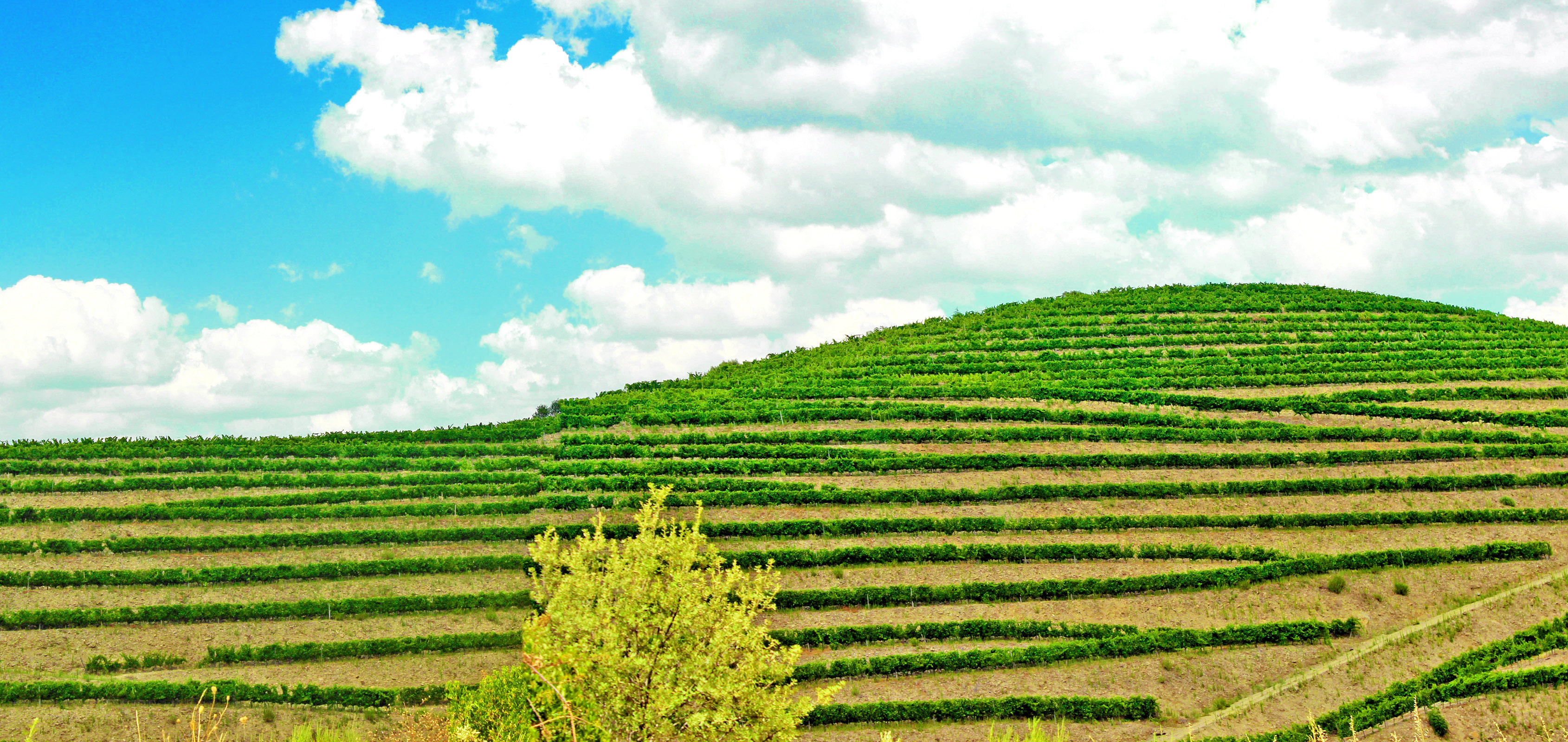 Vineyard - douro valley photo